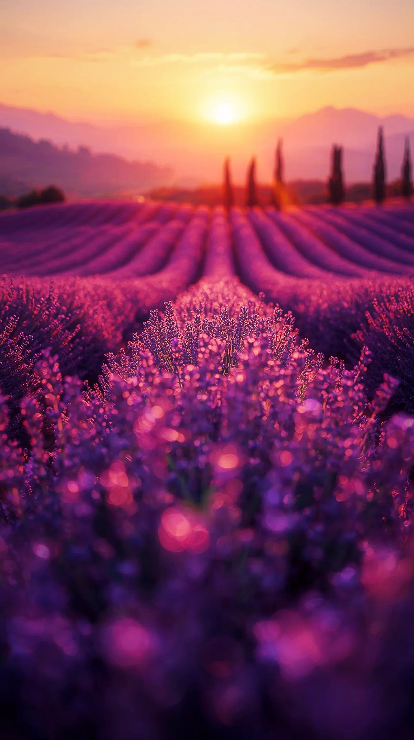 Lavender field at sunset, 4K wallpaper for mobile, wallpaper for phone, cute 4K wallpaper for iPhone, 4K backgrounds