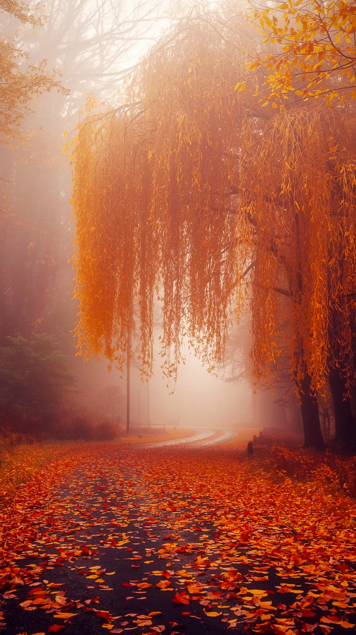 Misty autumn forest road with golden leaves, an ideal iphone wallpaper 4k and cute 4k wallpaper for iphone.