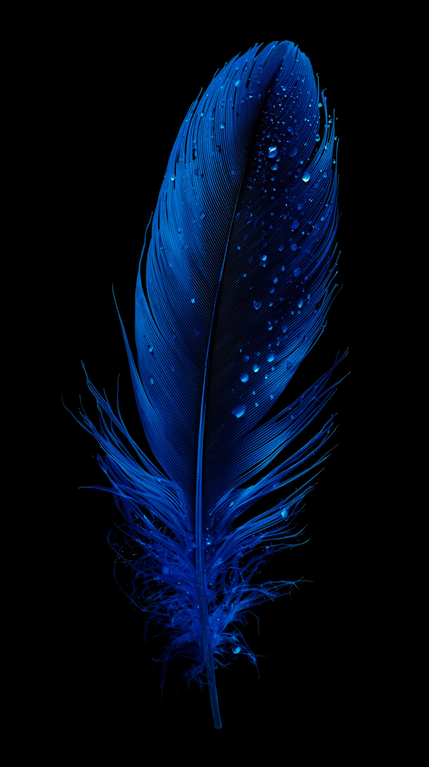Blue feather with water droplets, AMOLED wallpaper 4K for mobile, iPhone wallpaper 4K, 4K wallpaper for mobile,
