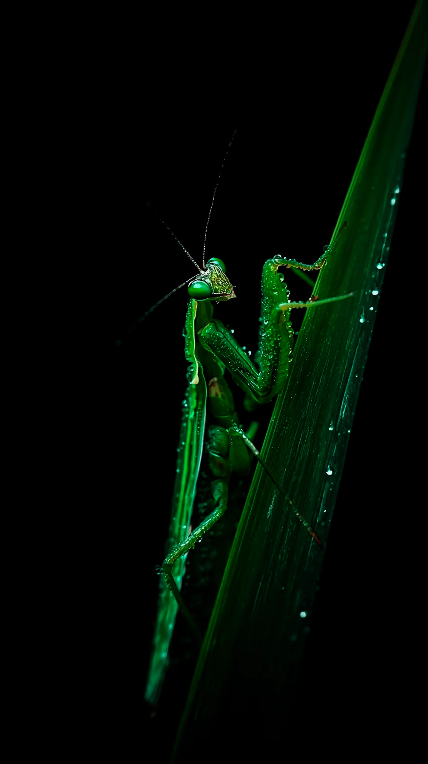 amoled wallpaper 4k for mobile iphone wallpaper 4k 4k wallpaper for mobile wallpaper for phone 4k backgrounds iphone 4k