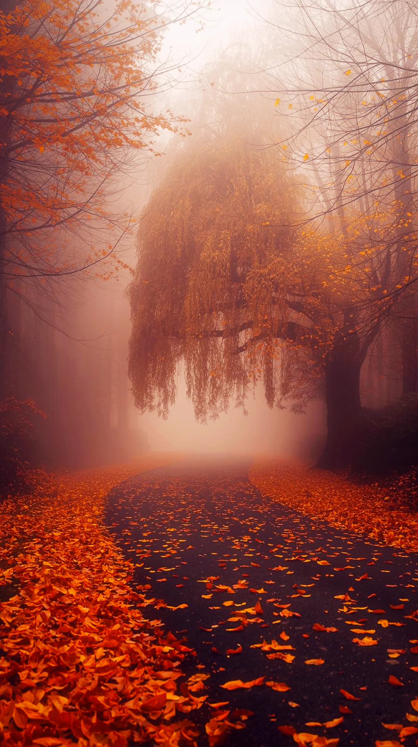 Cute 4K iPhone wallpaper of an autumn road covered in fallen leaves, with trees and fog.