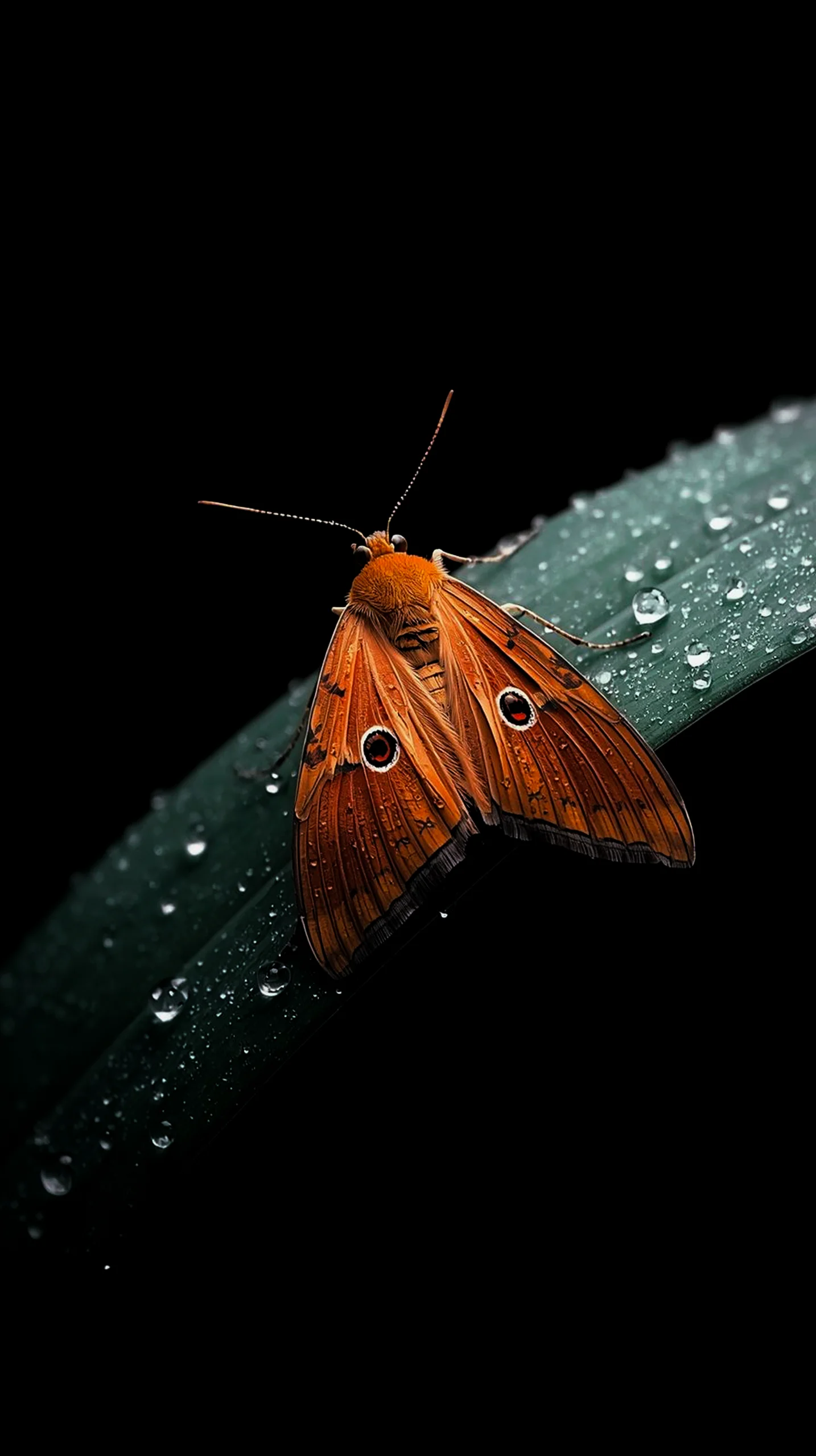 amoled wallpaper 4k for mobile iphone wallpaper 4k 4k wallpaper for mobile cute 4k wallpaper for iphone backgrounds