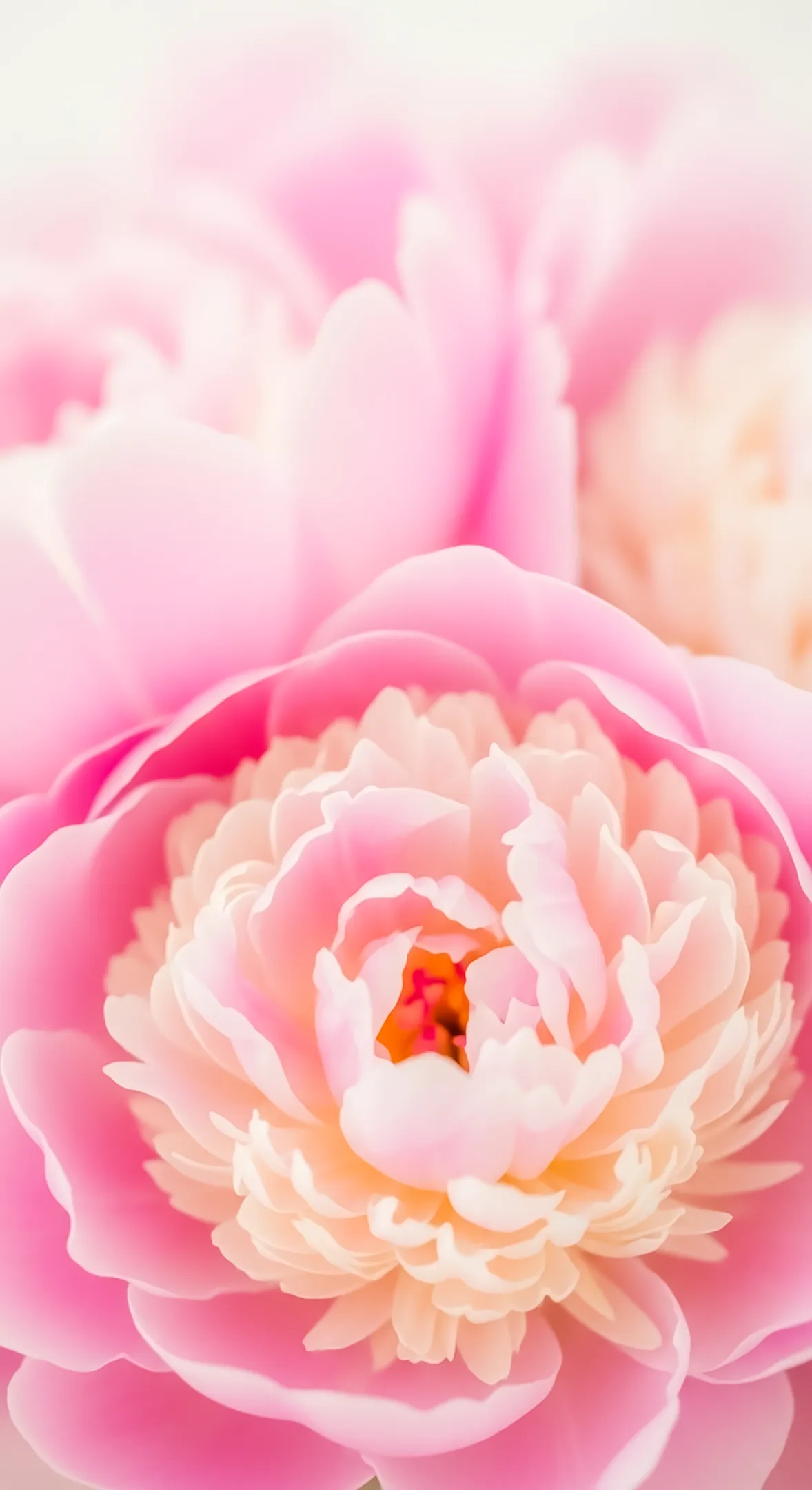 Pink peony flower background for iPhone, a beautiful flower phone background. Perfect flower phone wallpaper. Flower