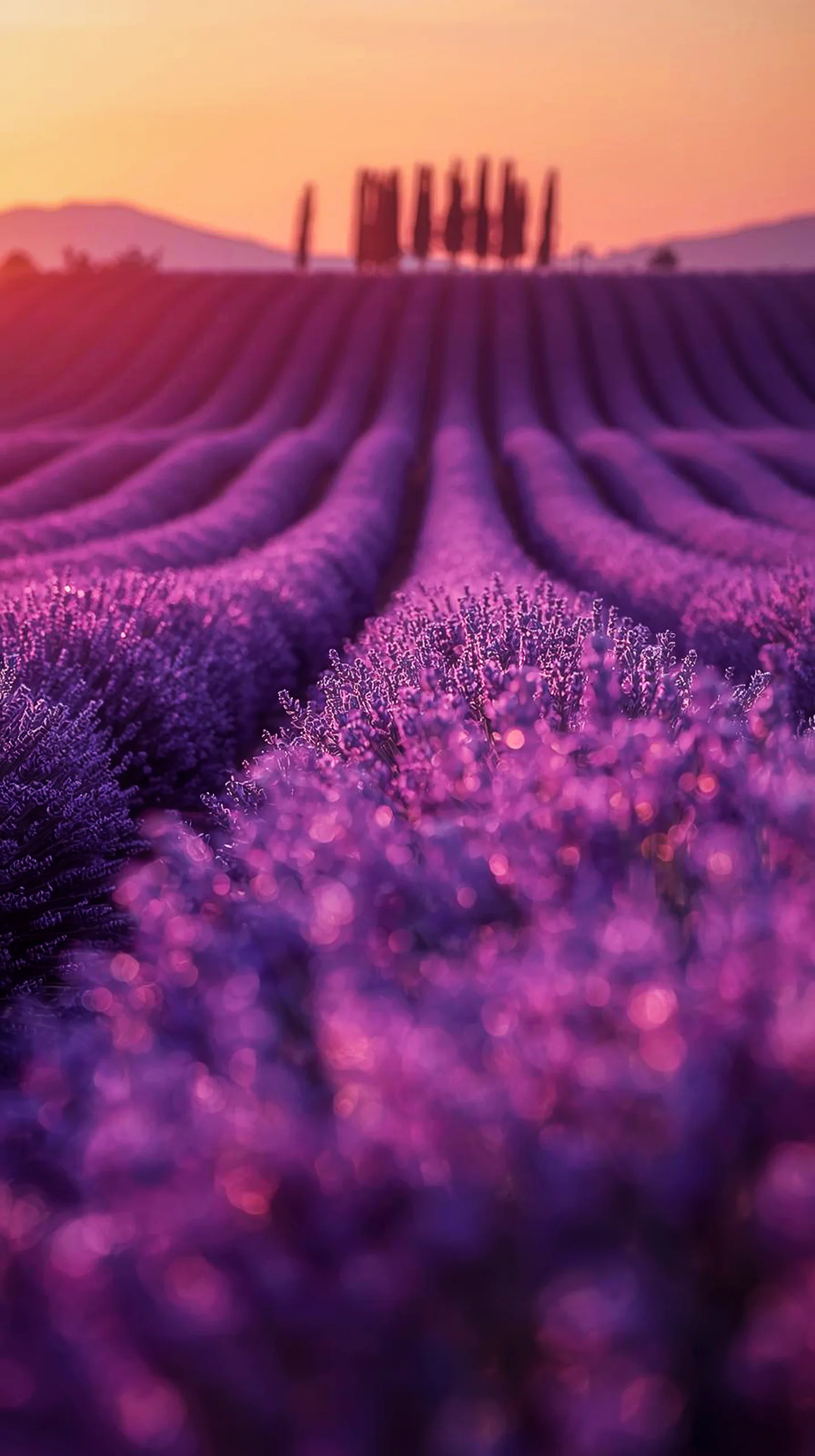 Lavender field sunset iphone wallpaper 4k for mobile and cute 4k backgrounds iphone 4k background