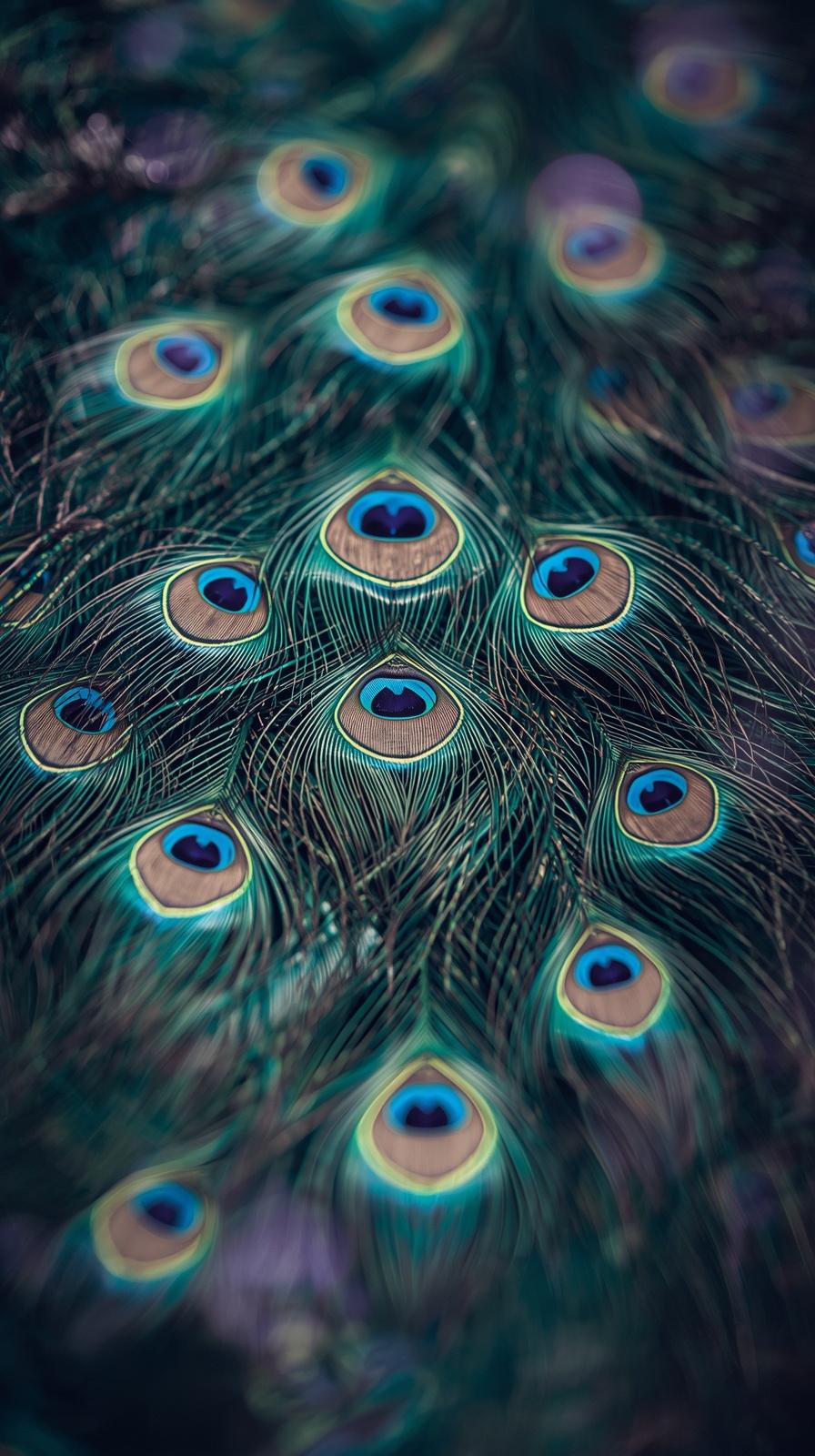 Close up of vibrant peacock feathers with deep blue and green eye patterns.