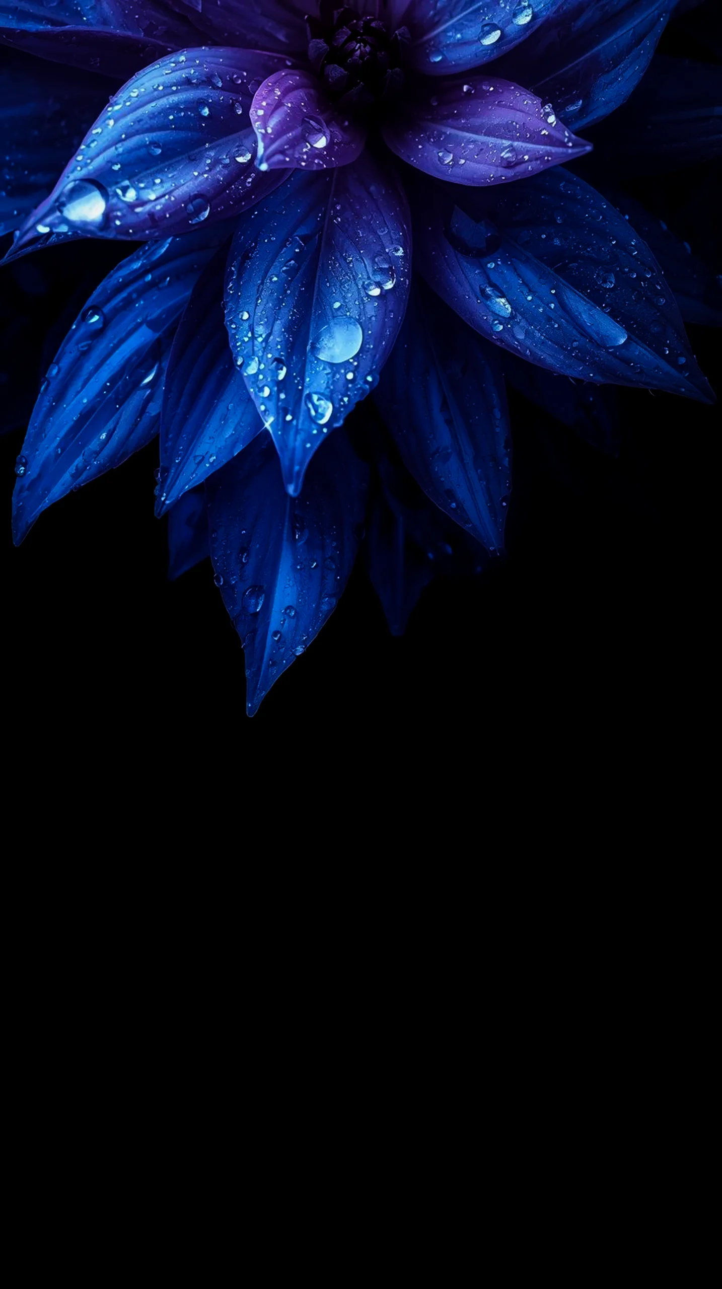 Blue flower with water droplets, AMOLED wallpaper 4K for mobile, iPhone wallpaper 4K, 4K wallpaper for mobile,