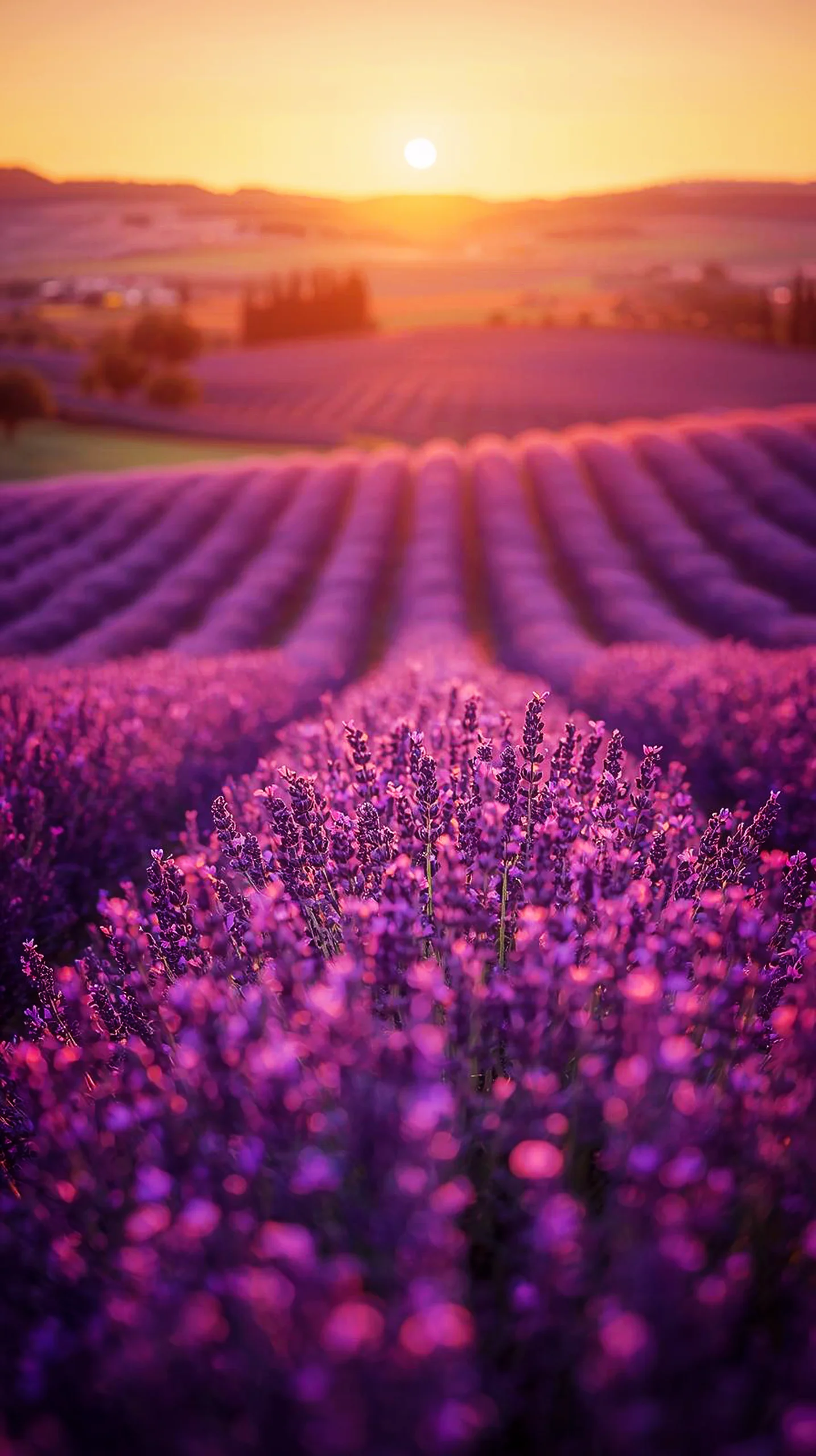 Lavender field sunset iphone wallpaper 4k, 4k wallpaper for mobile, cute 4k wallpaper for iphone, 4k backgrounds iphone