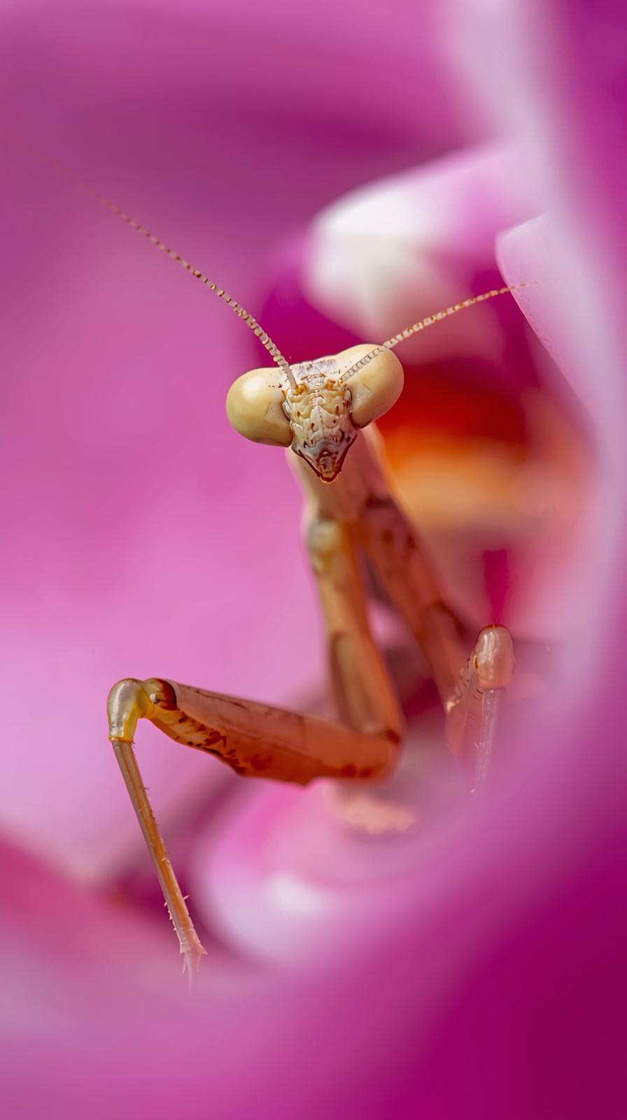 Captivating praying mantis in a vibrant pink orchid flower.