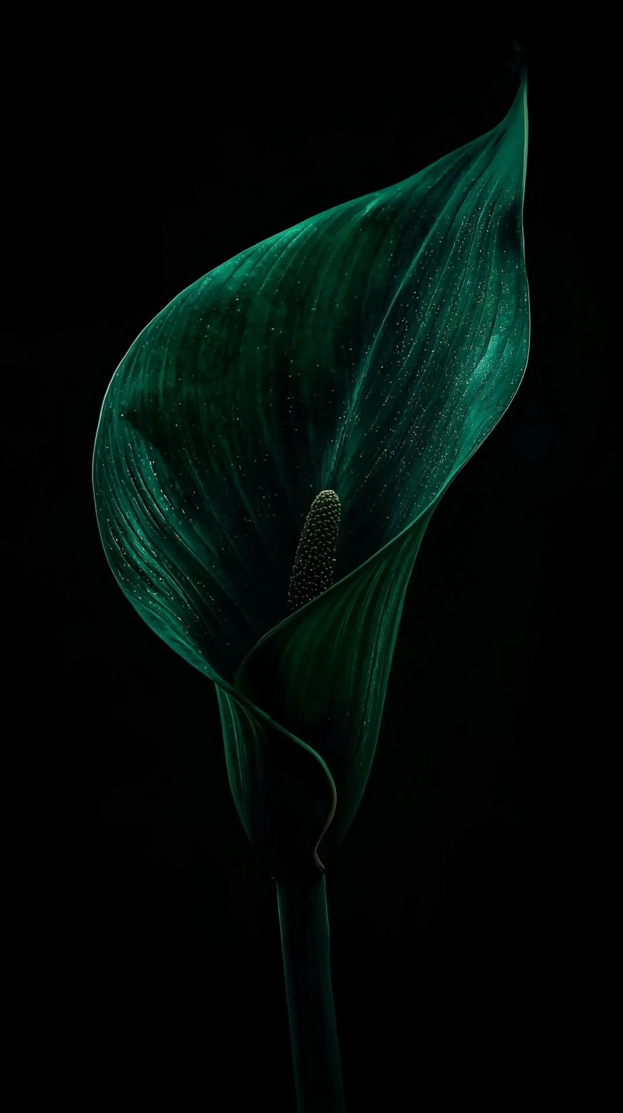 4k wallpaper for mobile Dark Emerald Calla Lily Glow, Dramatic Neon Green Spathe Flower on Black Background with Mystica