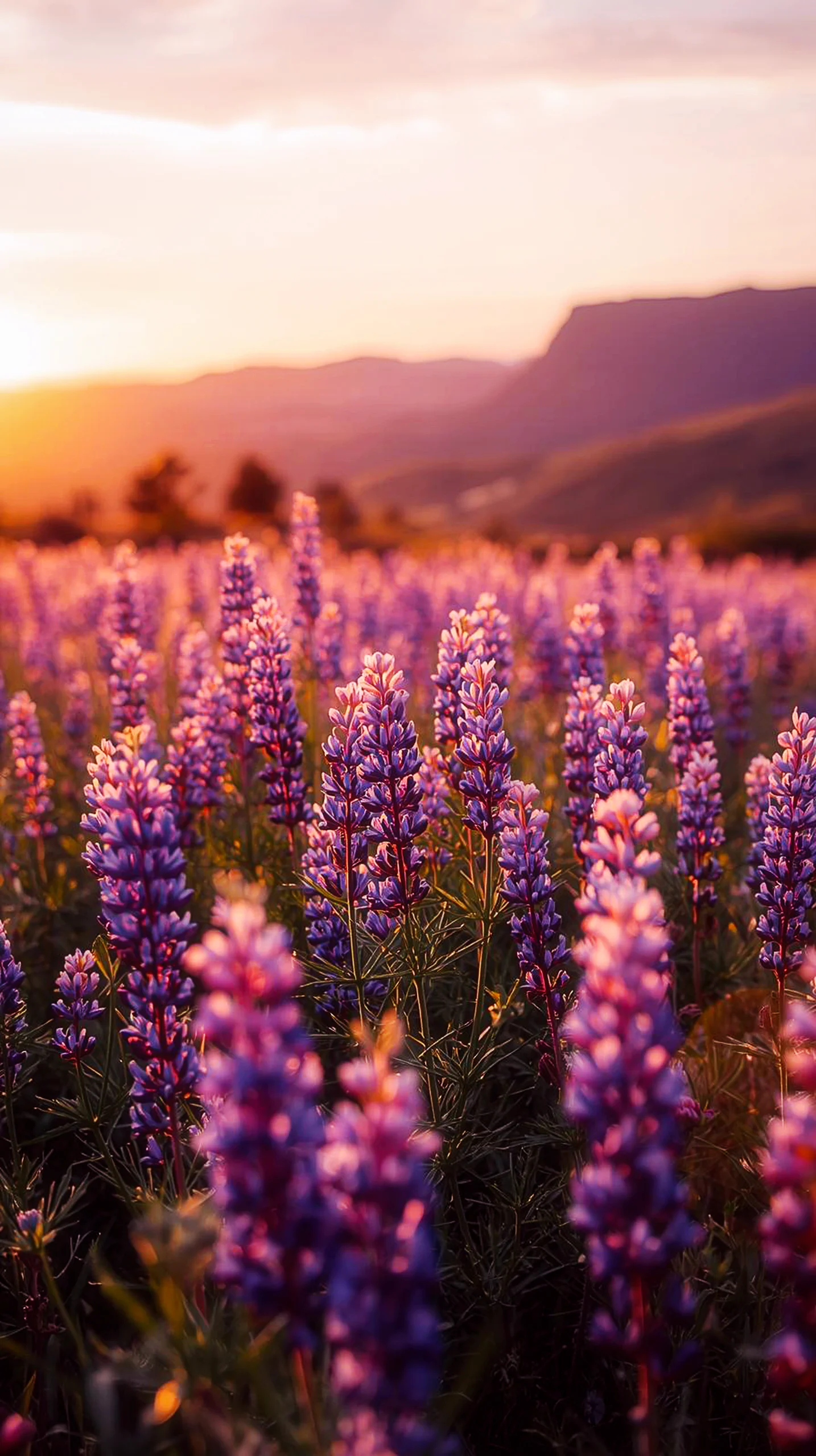Sunset lupine field iphone wallpaper 4k, a beautiful 4k wallpaper for mobile, cute 4k wallpaper for iphone, 4k