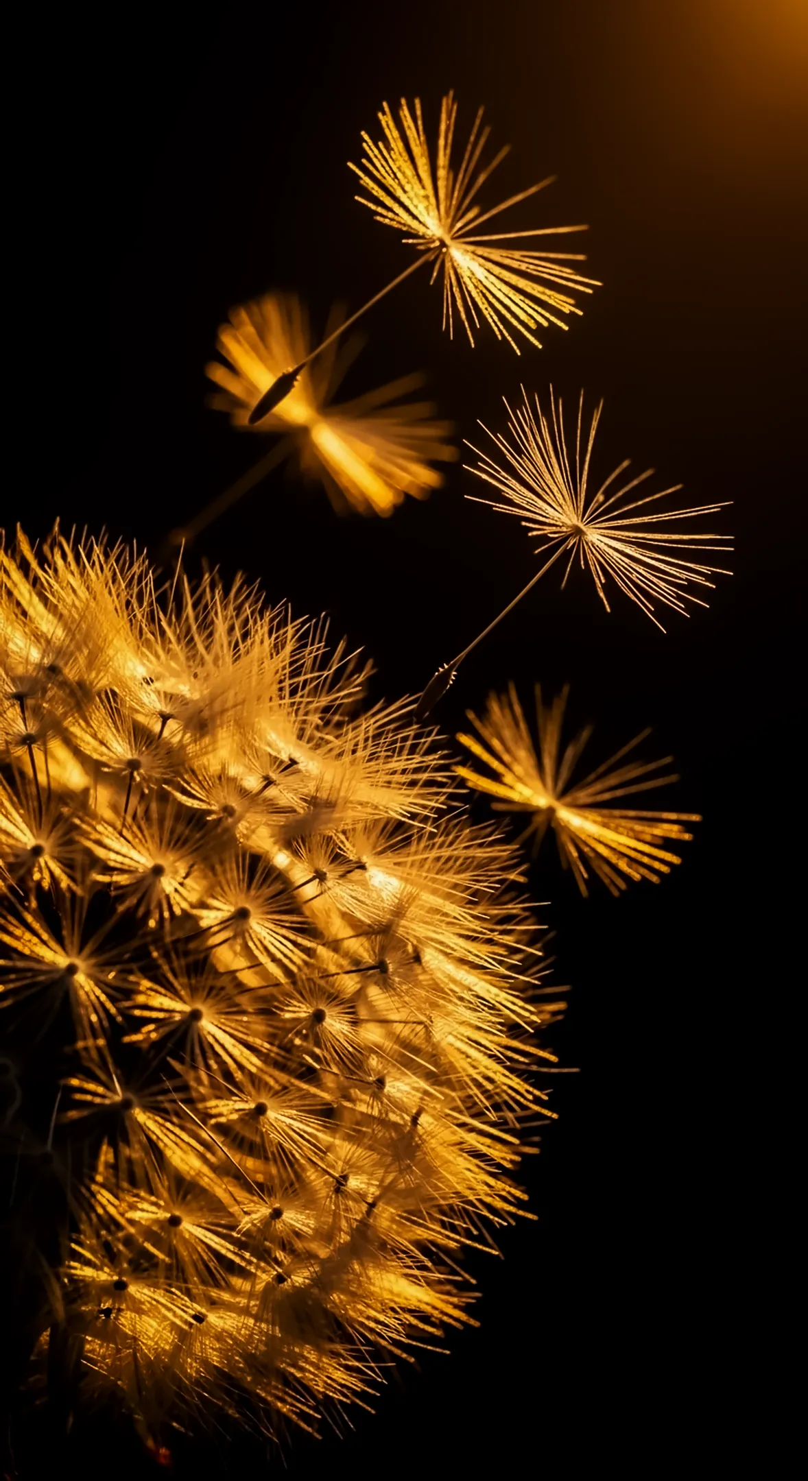 Golden dandelion seeds floating against a dark background, ideal as a flower background for iPhone, flower phone
