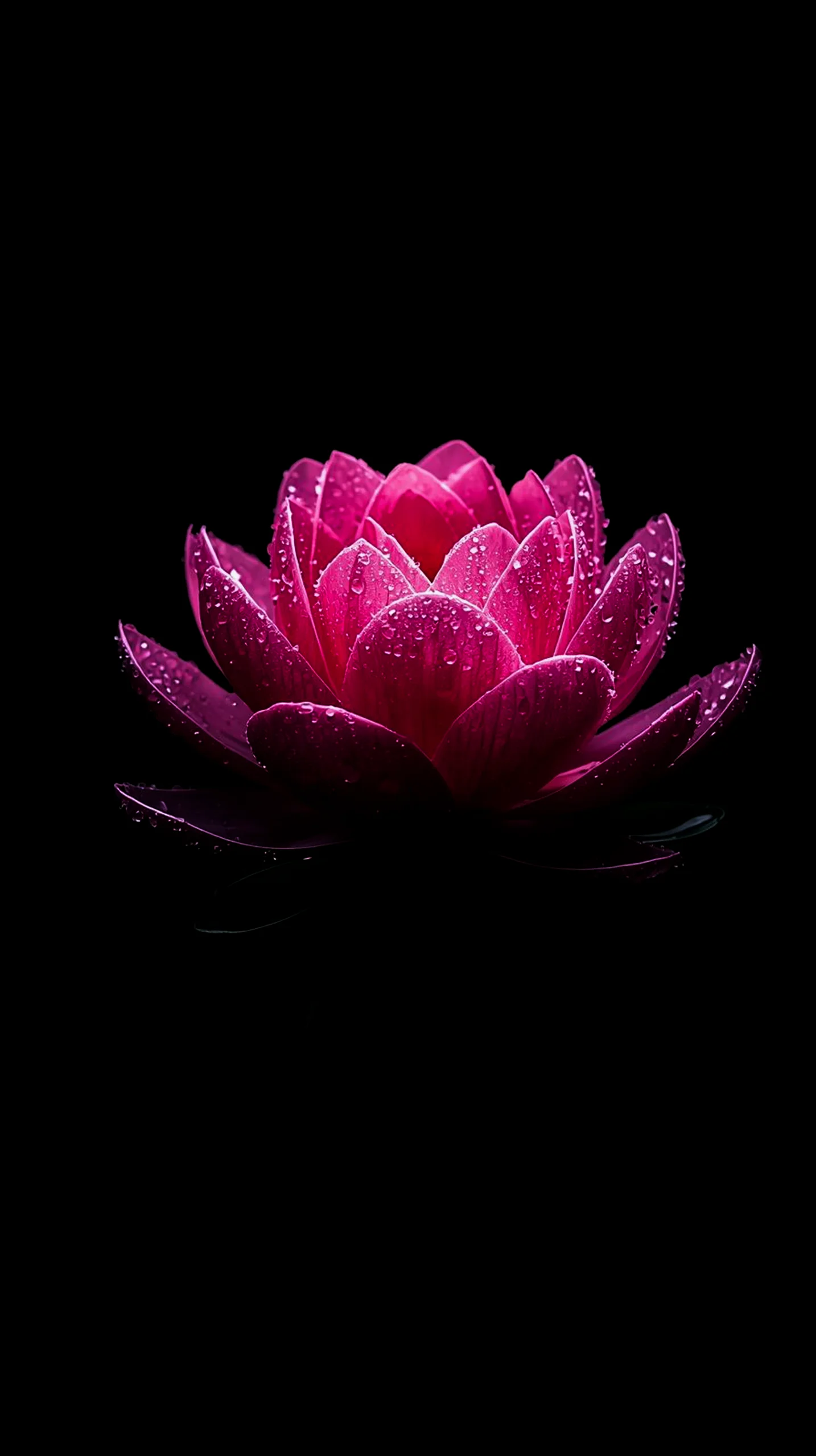 Pink lotus amoled wallpaper 4k for mobile, iphone wallpaper 4k, 4k wallpaper for mobile, cute 4k wallpaper for iphone.