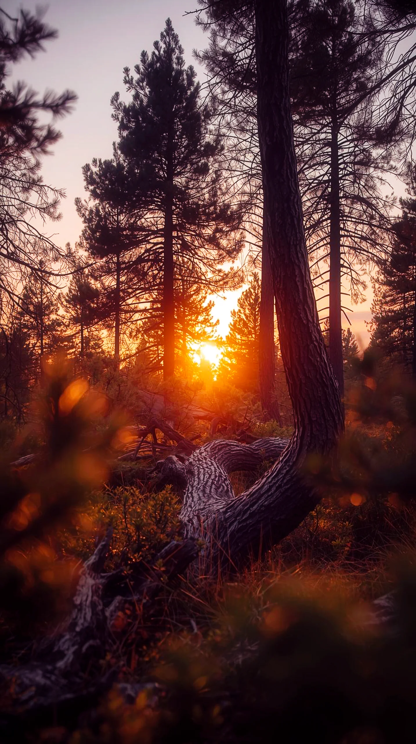 A golden sunset shines through pine trees in a forest, casting shadows on a fallen log in this 4K mobile wallpaper.