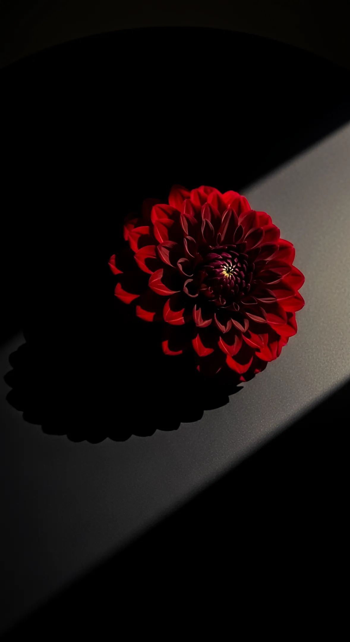 Red dahlia flower background for iPhone, artistic flower phone background, and minimalist flower phone wallpaper.