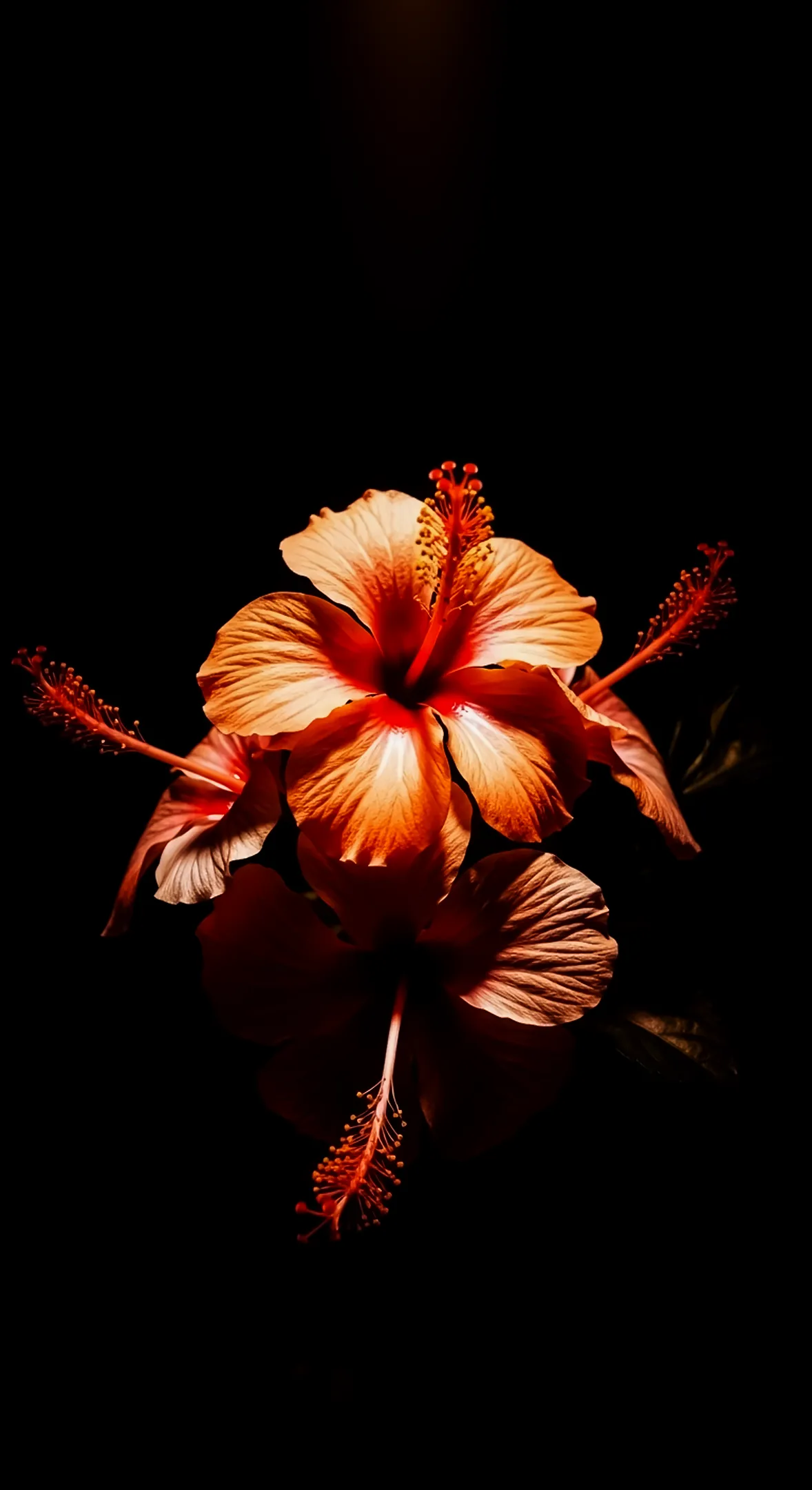 Hibiscus flower background for iphone, flower phone background, and flower phone wallpaper on a black backdrop.