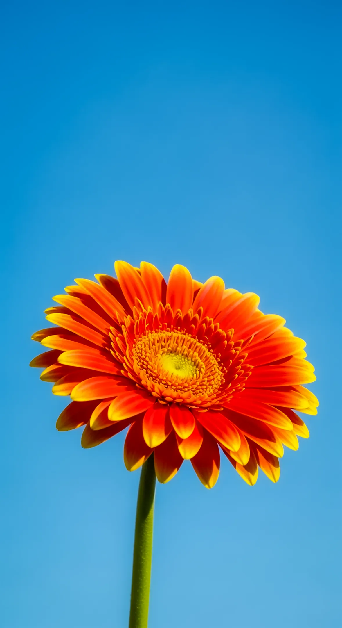 Orange Gerbera Daisy Flower Background for iPhone | Flower Phone Background & Wallpaper