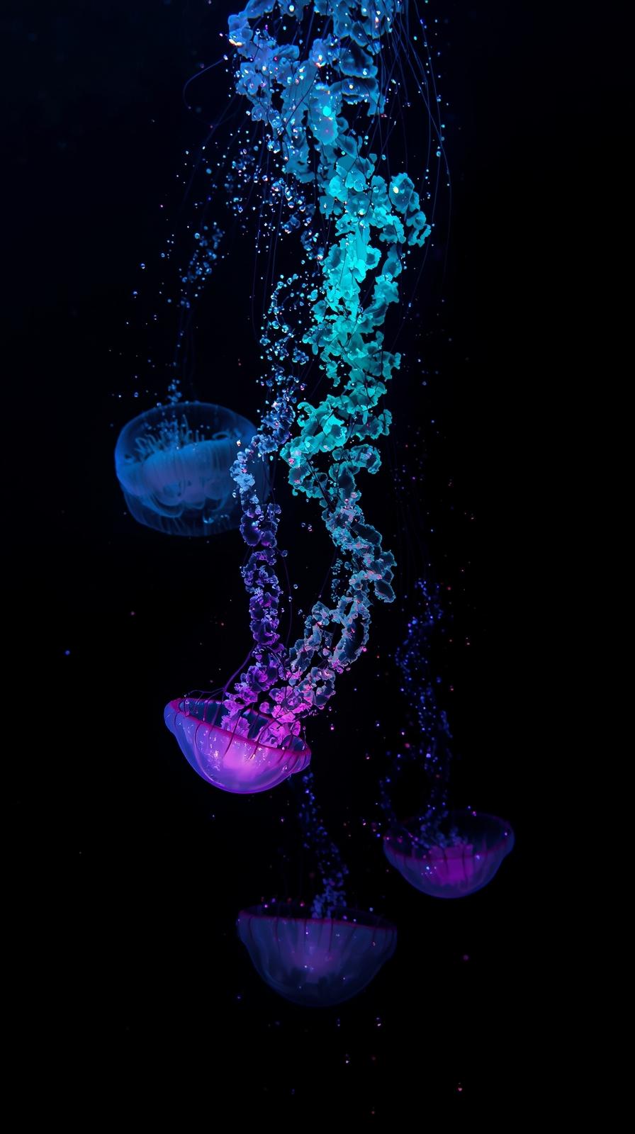 iphone wallpaper 4k Luminous Neon Jellyfish with Pink and Blue Bioluminescence on Pitch Black Background