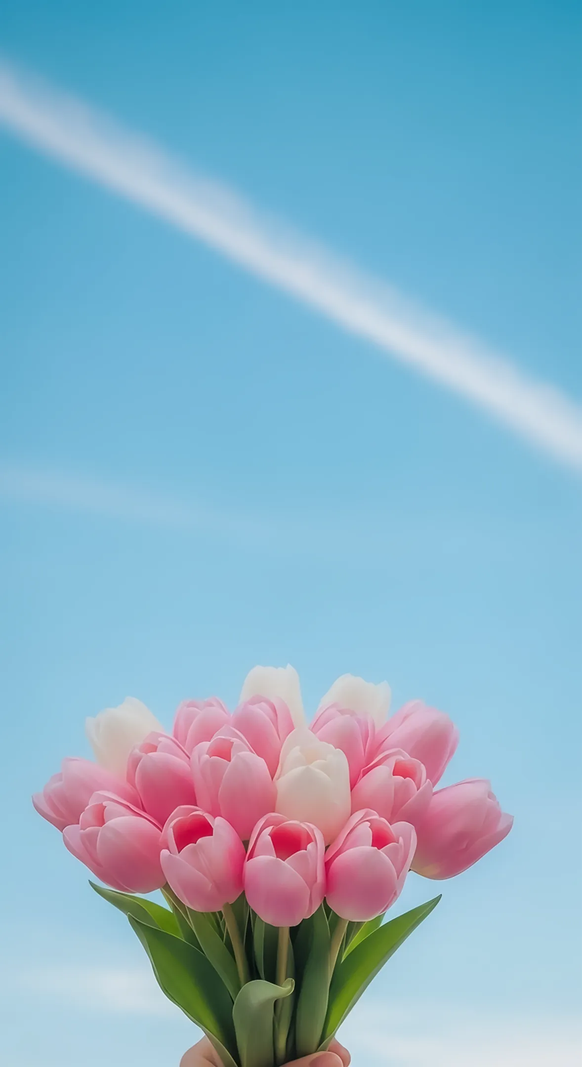 A bouquet of pink and white tulips held against a blue sky. This is a great flower background for iPhone, flower phone