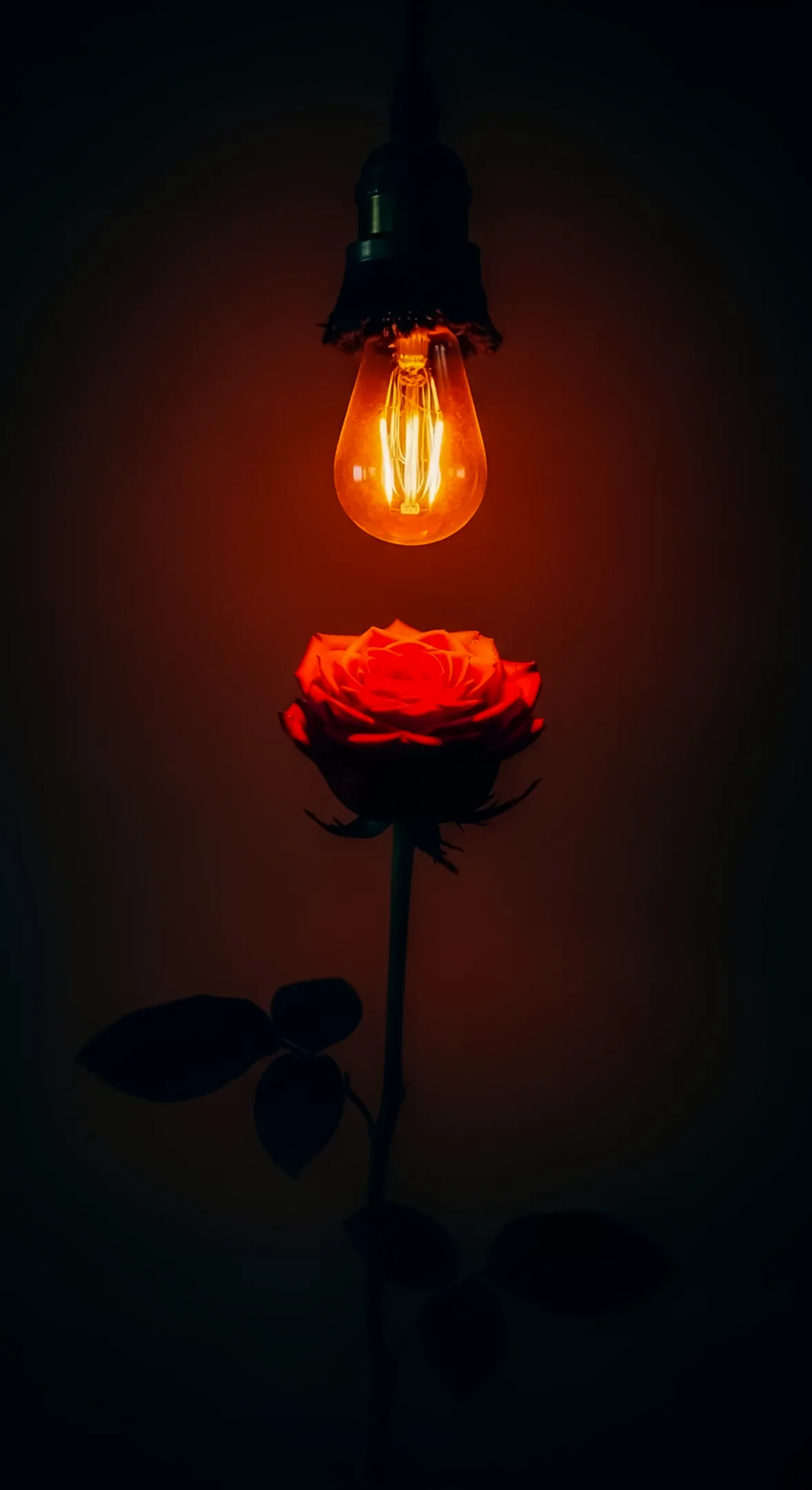 Red rose and light bulb flower phone wallpaper, flower background for iphone and flower phone background.