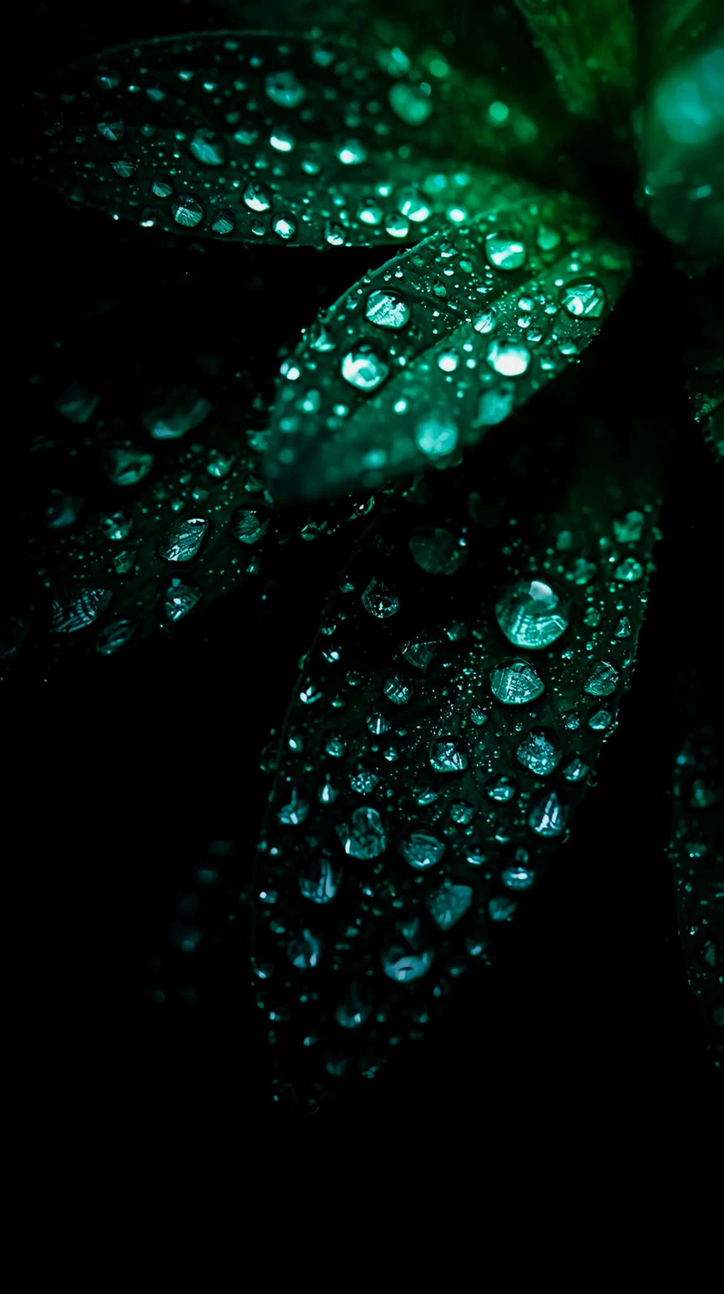 AMOLED wallpaper 4K for mobile, iPhone wallpaper 4K, 4K wallpaper for mobile, wallpaper for phone, cute 4K wallpaper