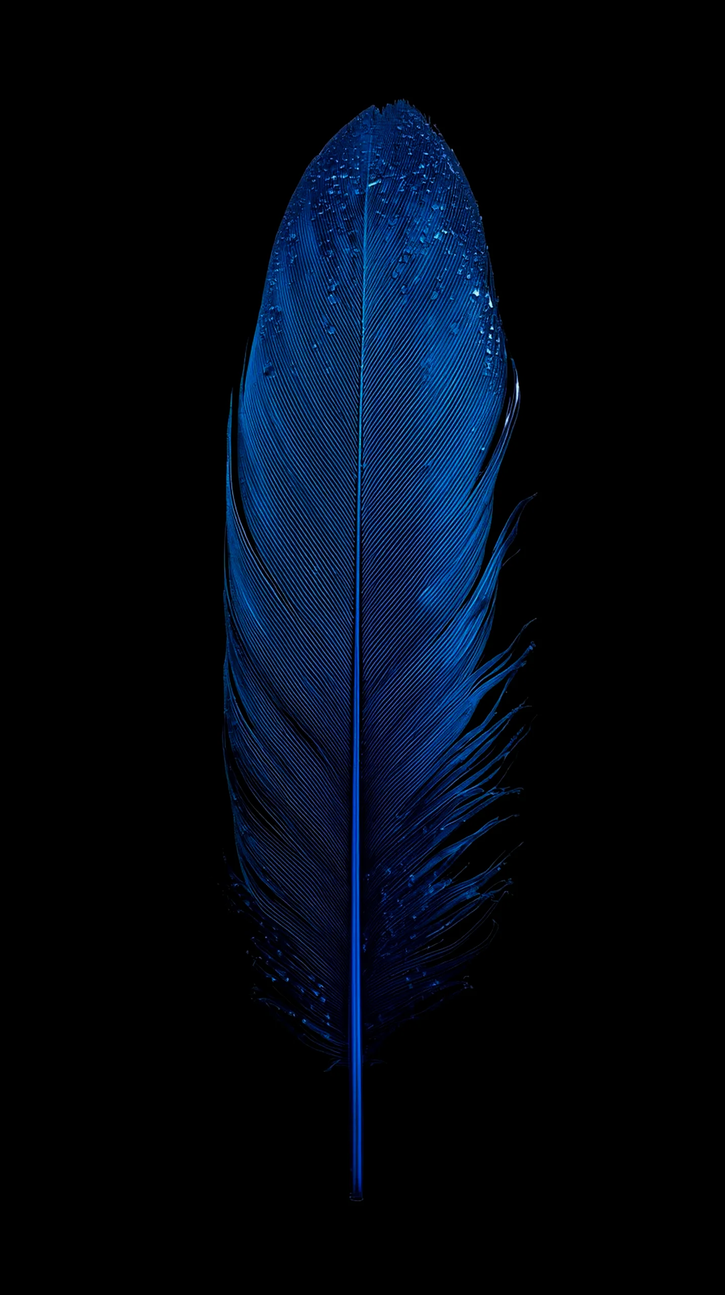 Blue feather with water droplets, AMOLED wallpaper 4K for mobile, iPhone wallpaper 4K, 4K wallpaper for mobile,