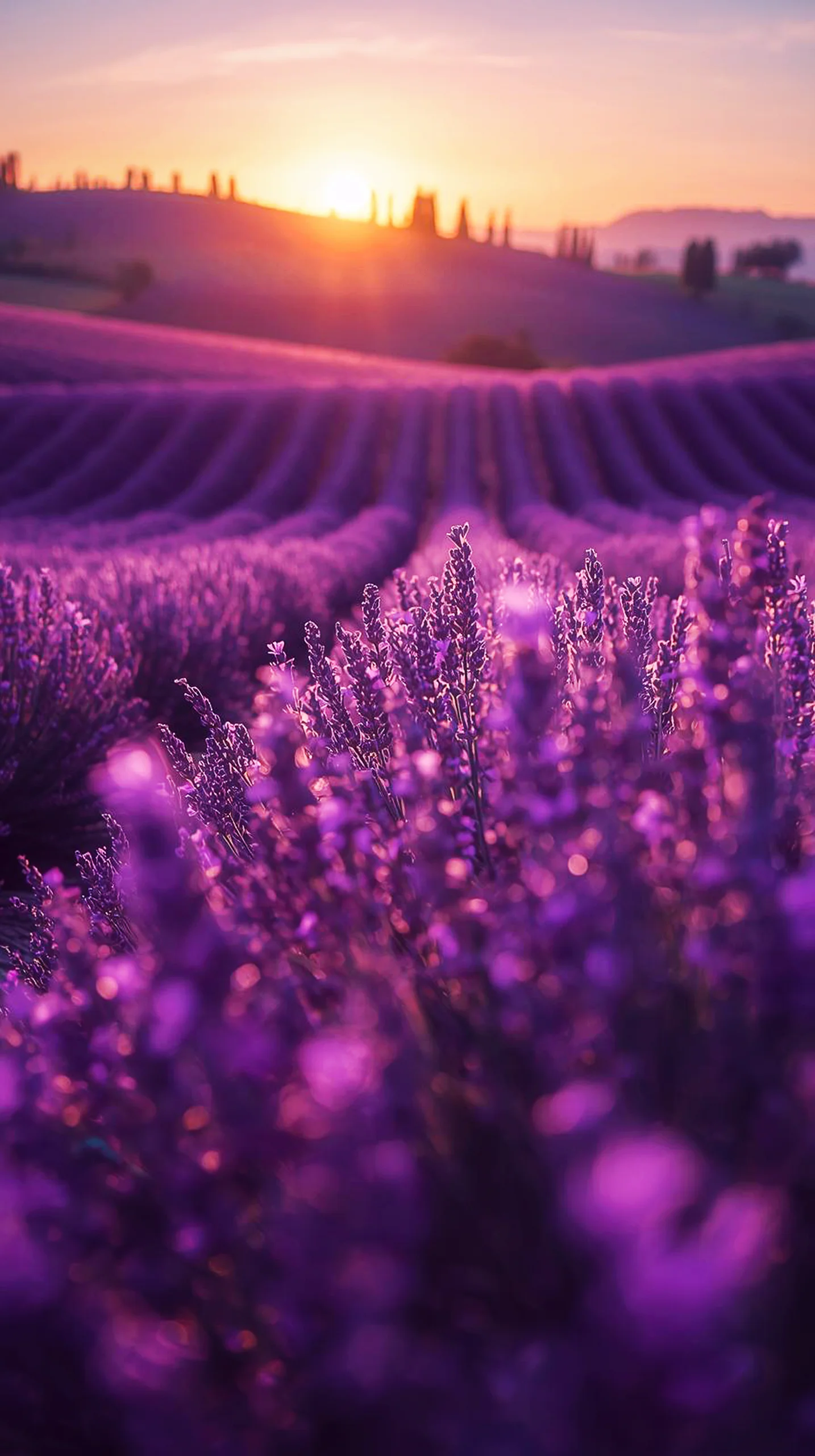 Cute 4K iPhone wallpaper of lavender field sunset, ideal 4K wallpaper for mobile, wallpaper for phone, 4K backgrounds