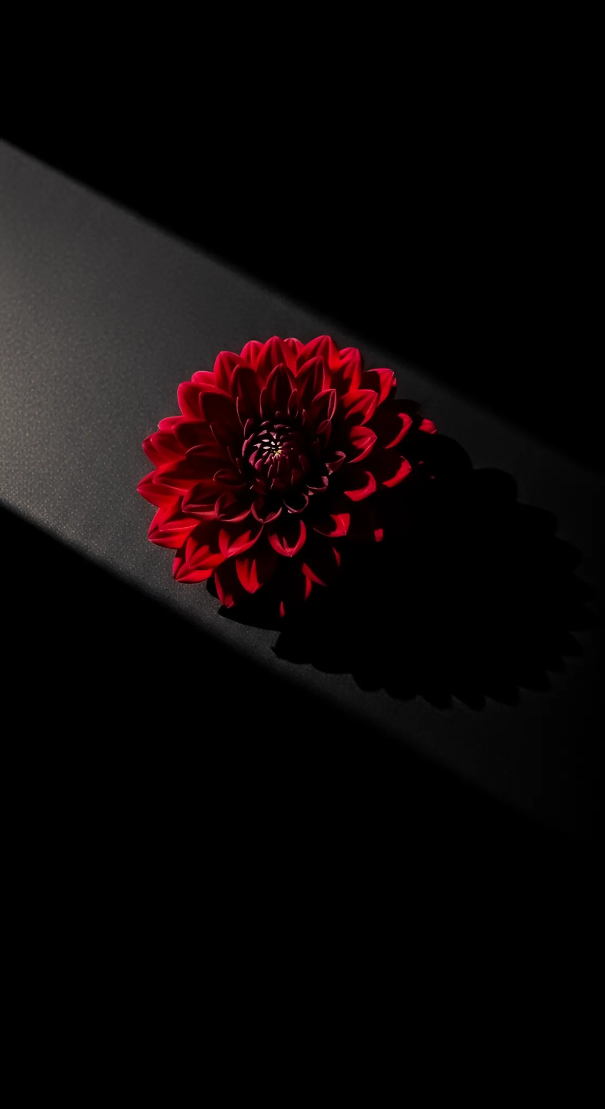 Red dahlia flower background for iPhone, flower phone background, and aesthetic flower phone wallpaper.