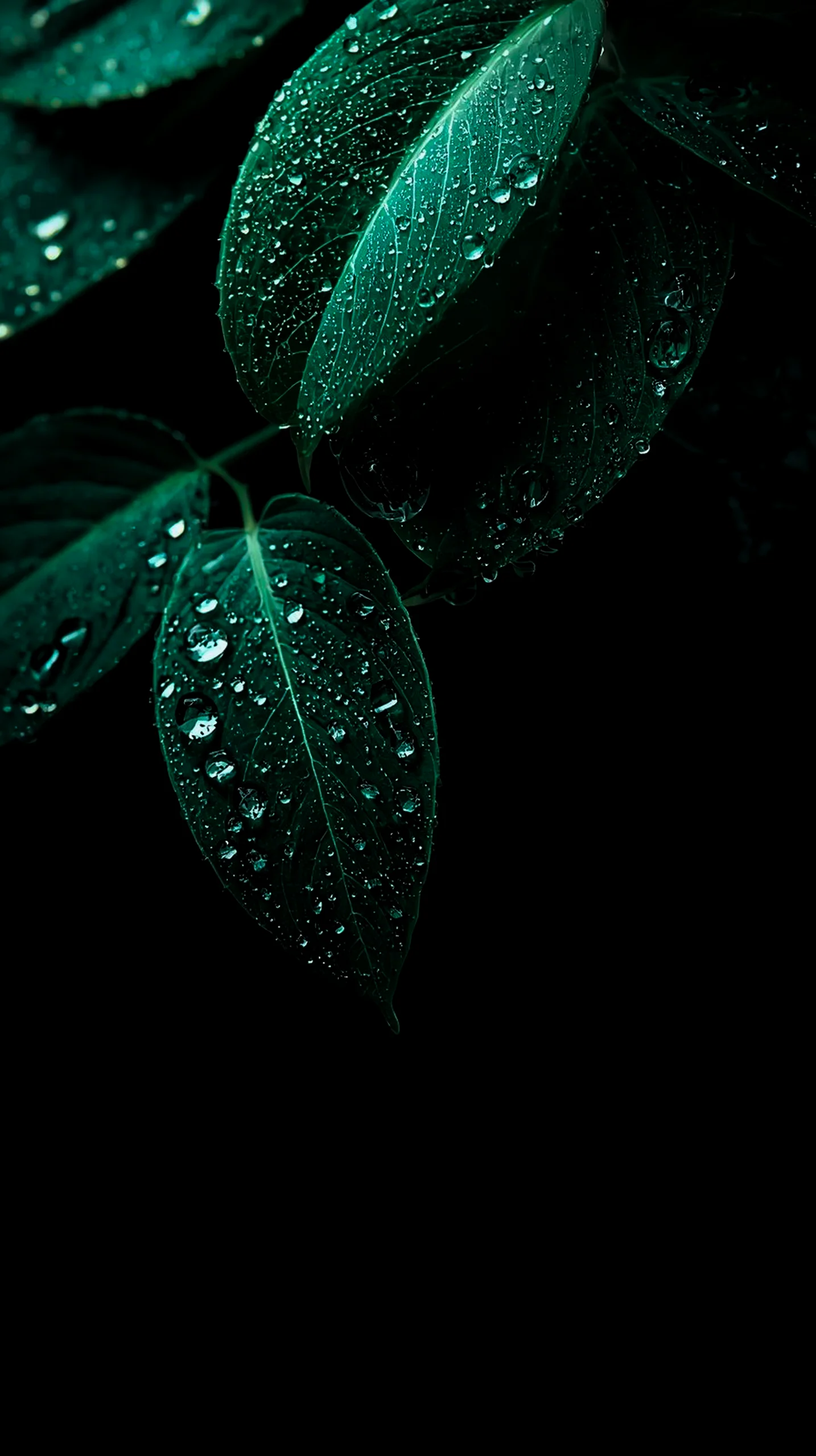 AMOLED wallpaper 4K for mobile, iPhone wallpaper 4K, 4K wallpaper for mobile, wallpaper for phone, cute 4K wallpaper