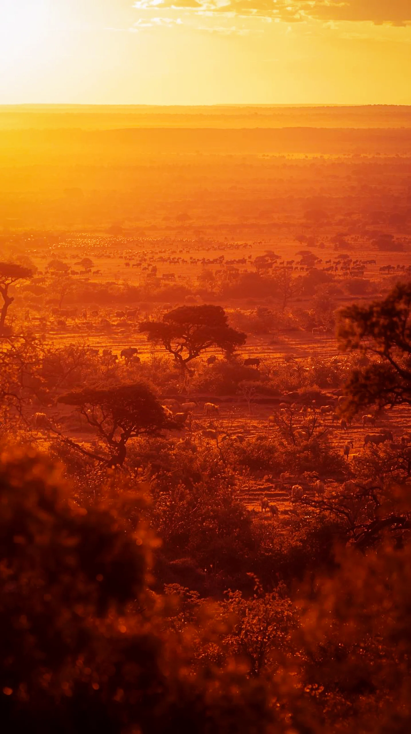 iPhone wallpaper 4k of a golden African sunset, a 4k wallpaper for mobile, cute 4k wallpaper for iphone and background.