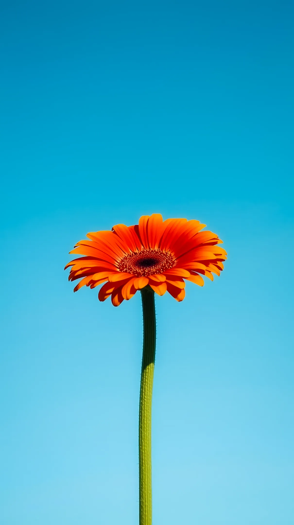 Vibrant orange gerbera daisy flower background for iphone, flower phone background, and flower phone wallpaper.