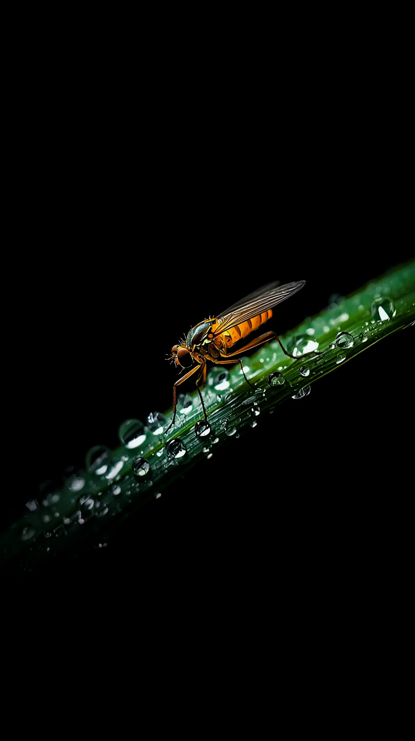 AMOLED wallpaper 4K for mobile featuring a fly on a dewy leaf, suitable for iPhone wallpaper 4K and 4K wallpaper for