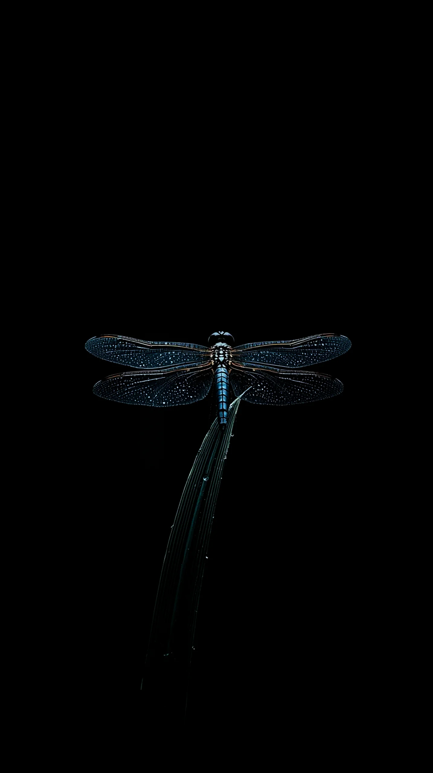 AMOLED wallpaper 4K for mobile featuring a detailed dragonfly on a dew-kissed leaf against a black background.