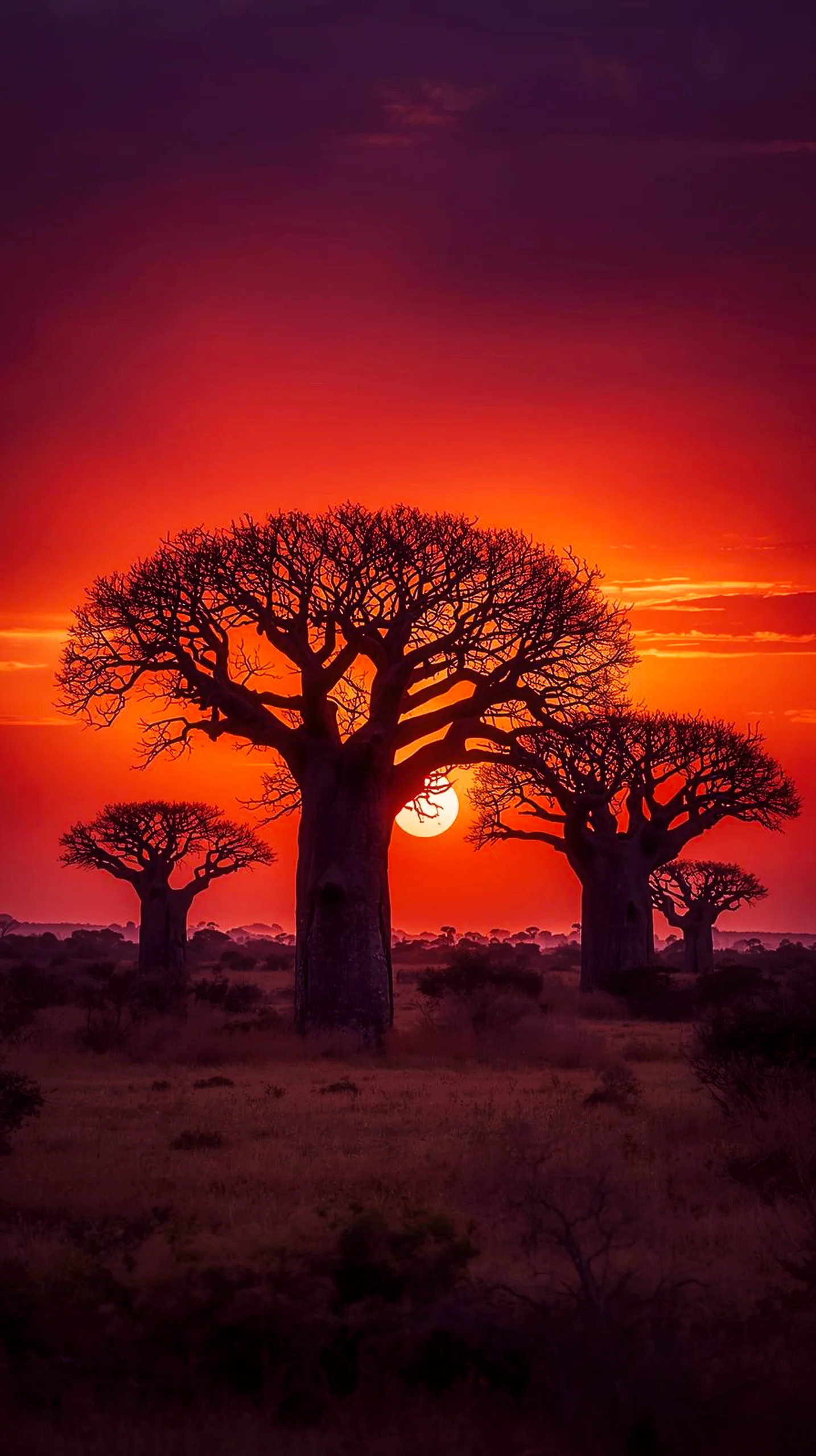 iPhone wallpaper 4k of baobab trees at sunset, cute 4k wallpaper for iphone, 4k backgrounds, iphone 4k iphone background