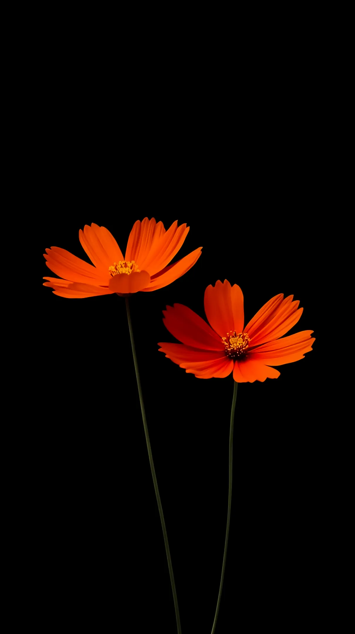 Two orange flowers on a black background, perfect flower phone background for iPhone.