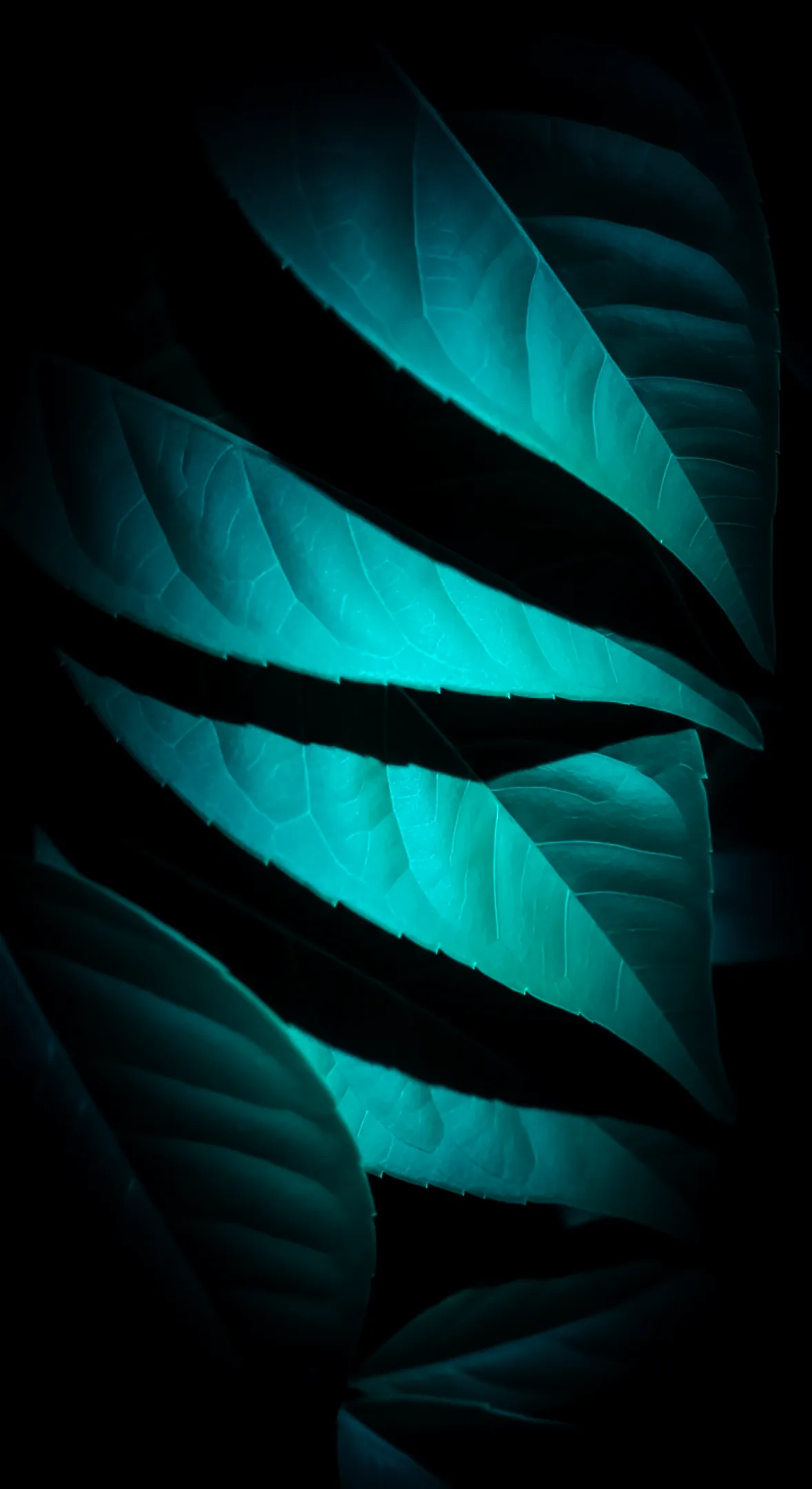 Teal flower background for iPhone, flower phone background, flower phone wallpaper.