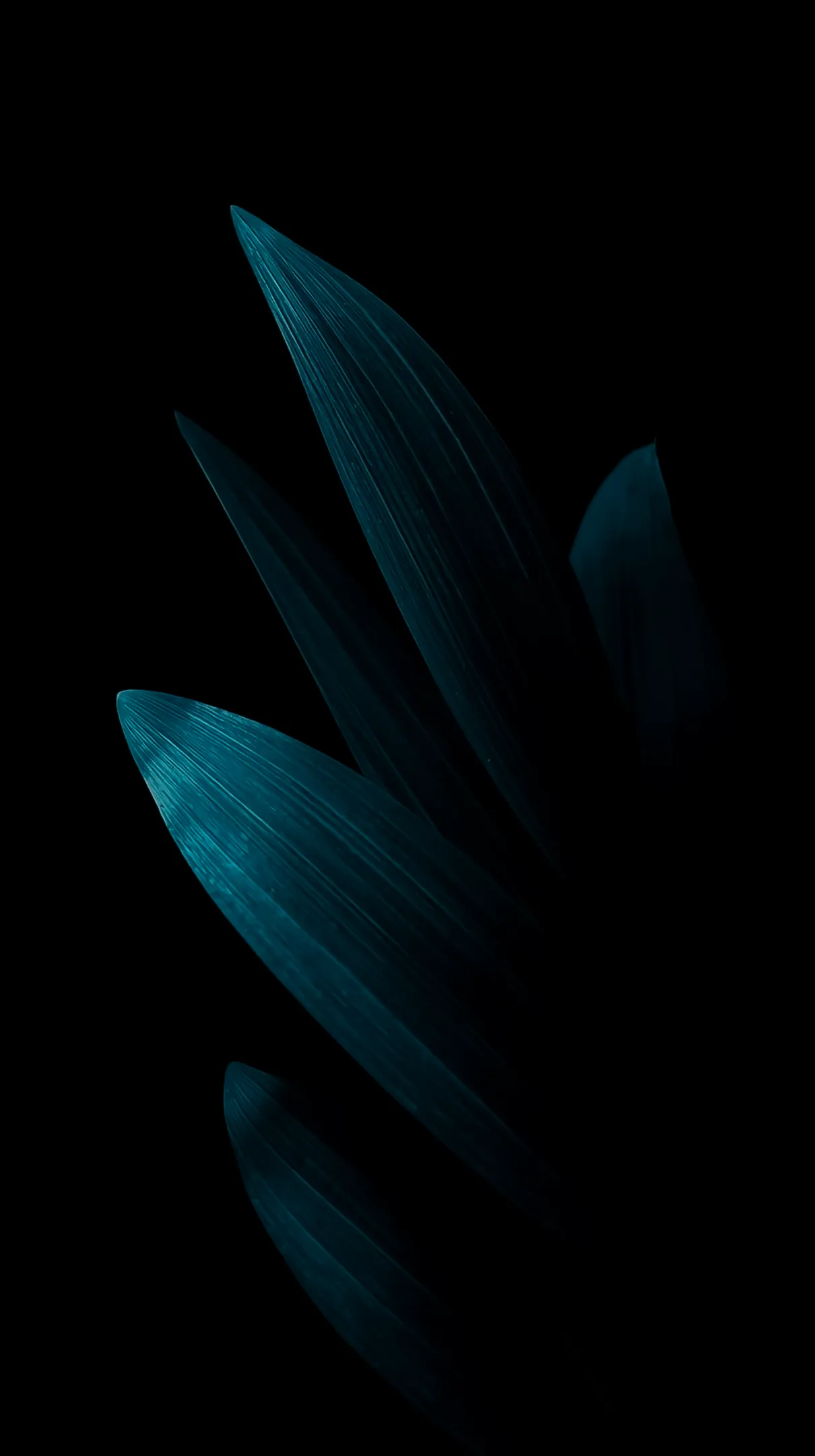 Dark Teal Flower Background for iPhone | Elegant Flower Phone Background and Flower Phone Wallpaper