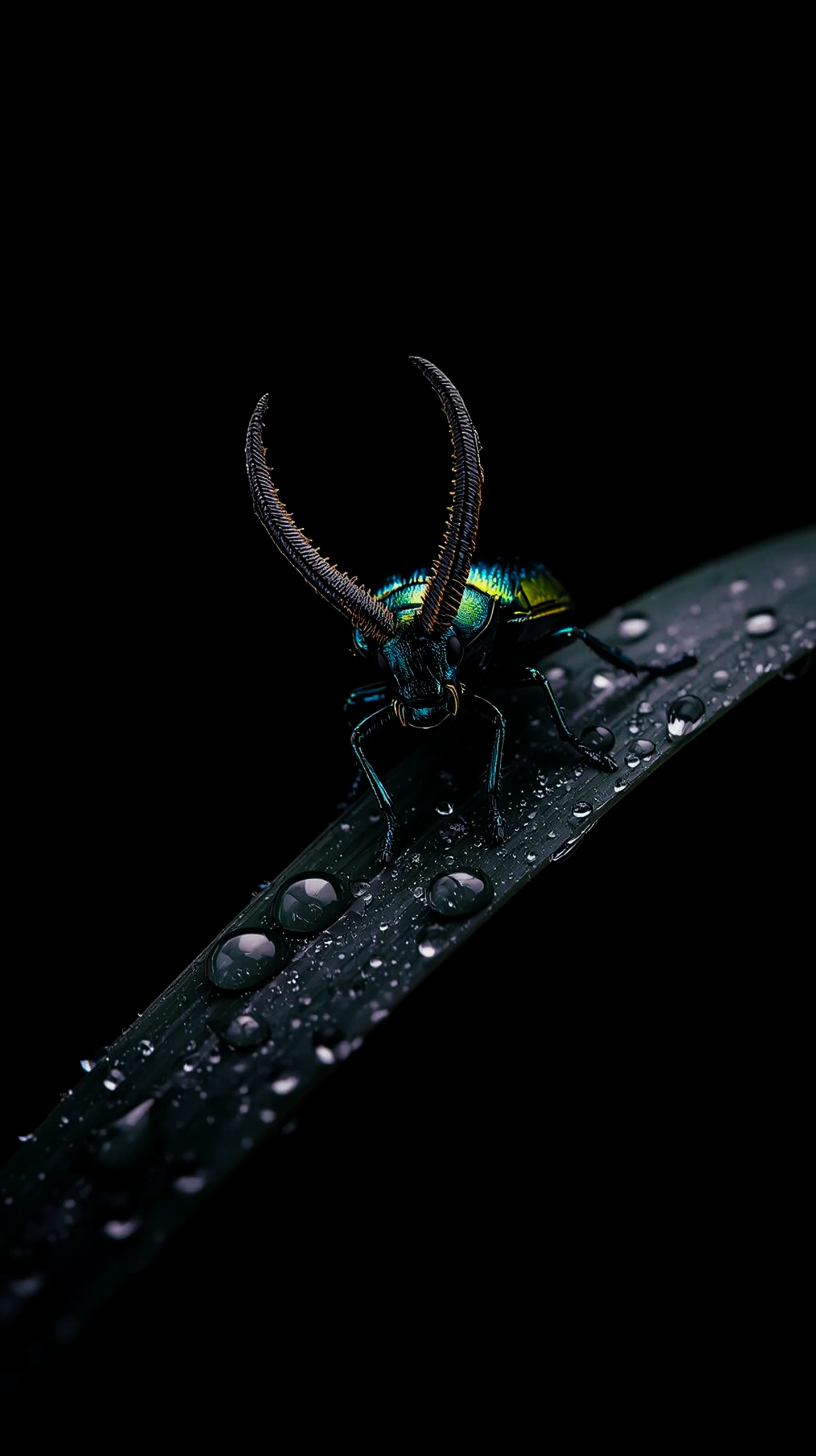 Stag beetle on a dew-covered leaf, amoled wallpaper 4k for mobile, iphone wallpaper 4k, 4k wallpaper for phone.