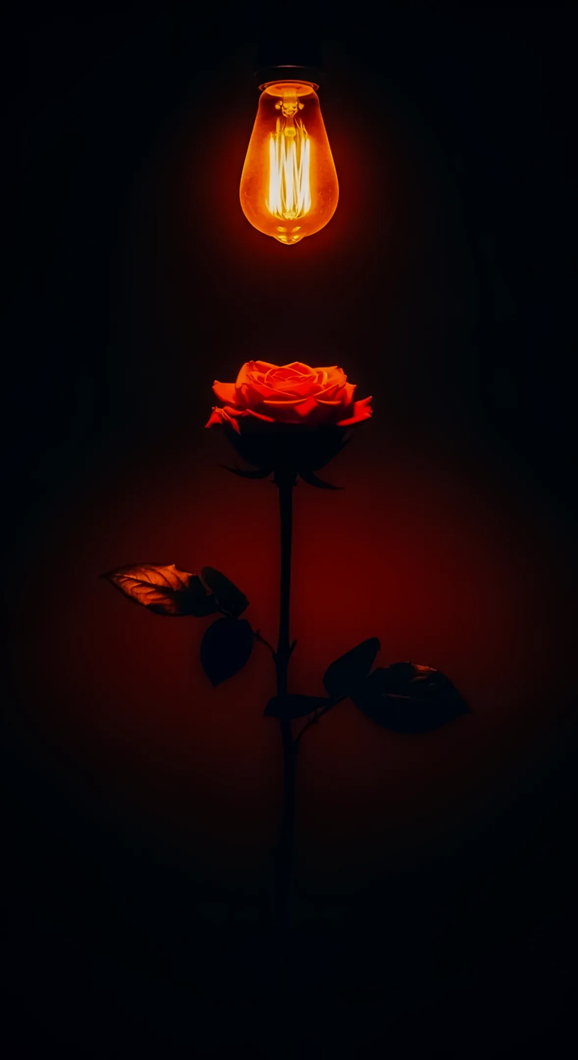 Red rose under Edison bulb, a dark flower background for iPhone, perfect flower phone background and flower phone