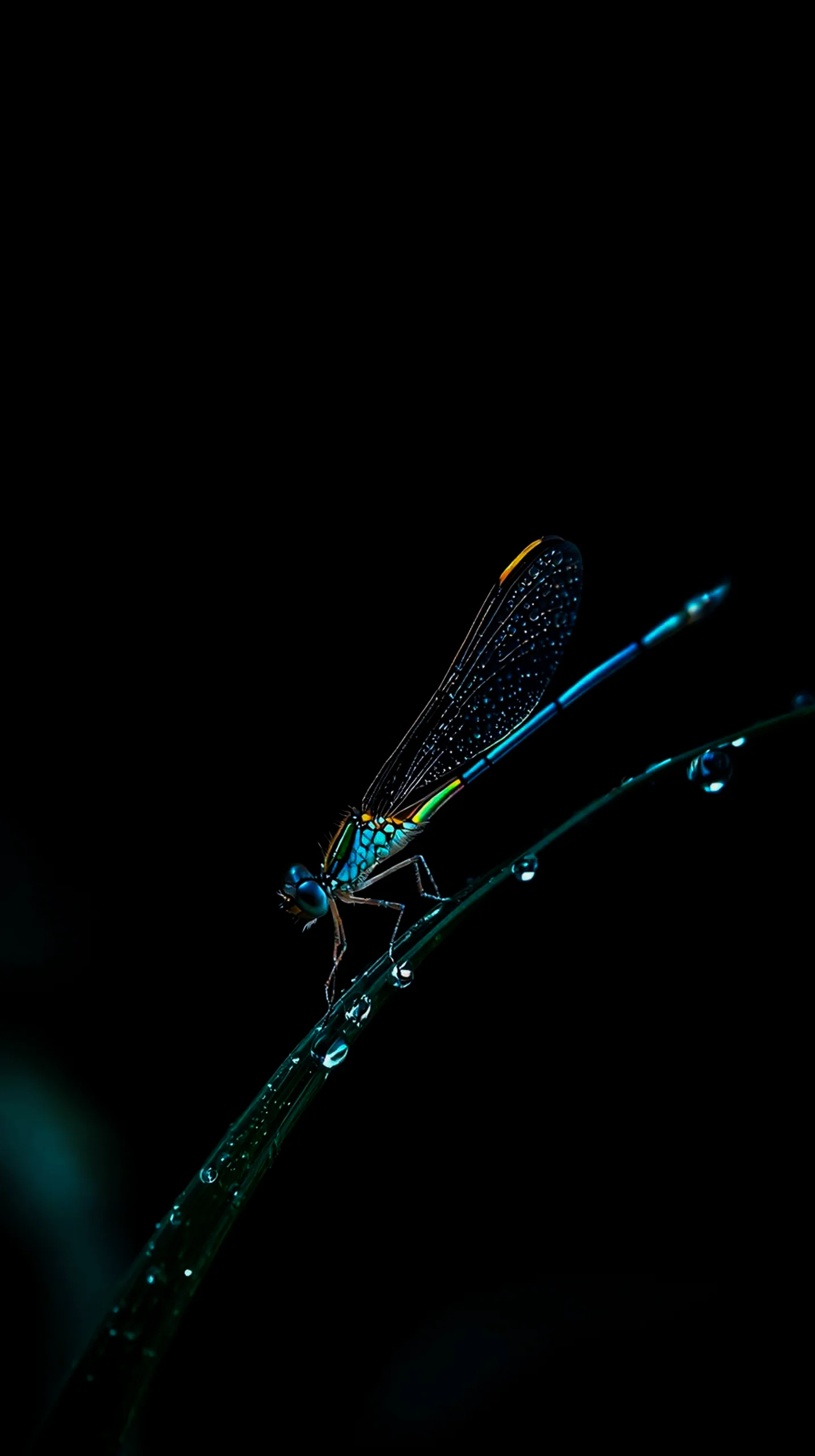 Dragonfly amoled wallpaper 4k for mobile, iphone wallpaper 4k, 4k wallpaper for phone, cute 4k iphone background.