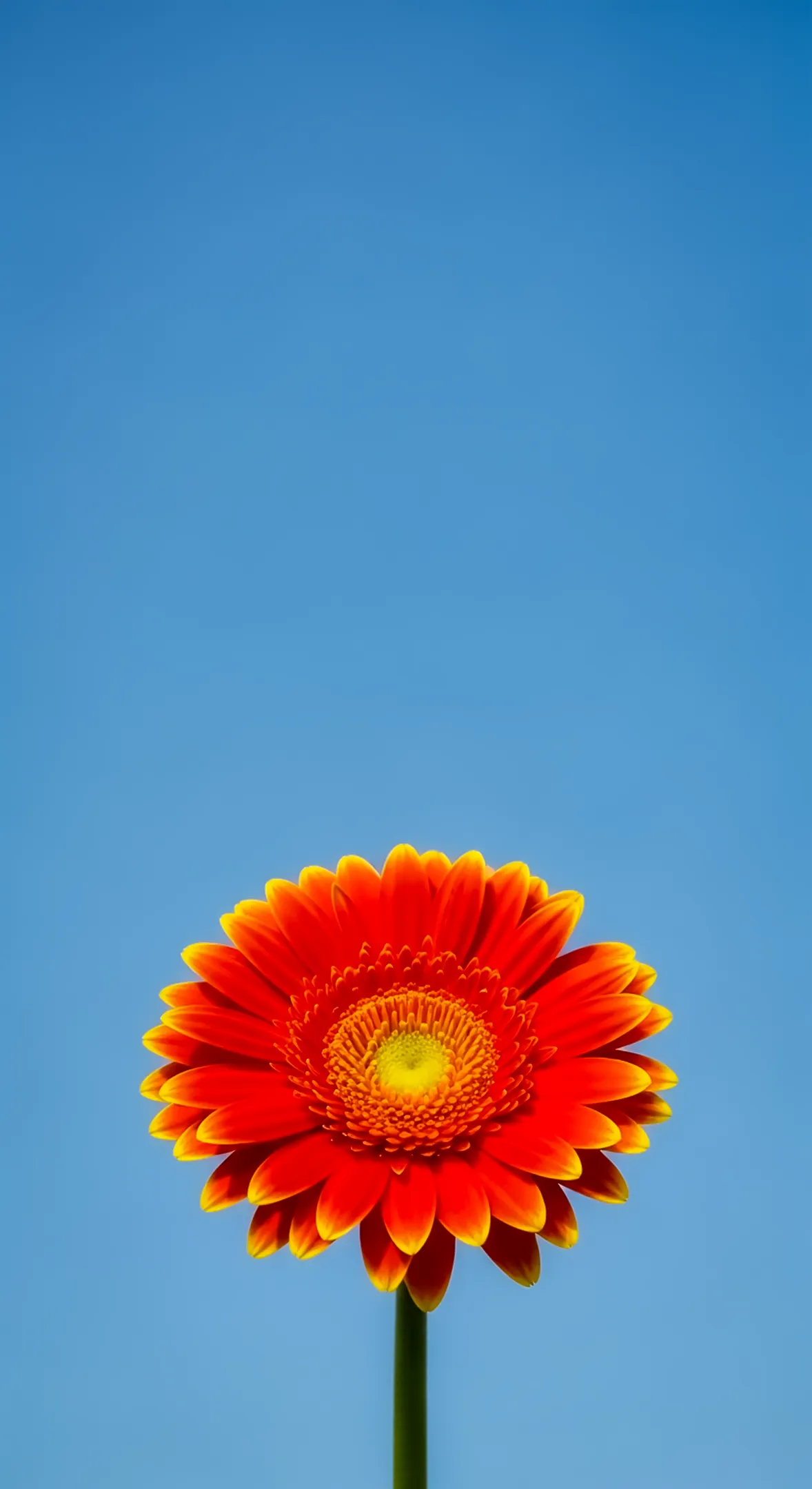 Red Gerbera daisy with yellow tips against a blue sky, ideal flower background for iPhone and flower phone wallpaper.