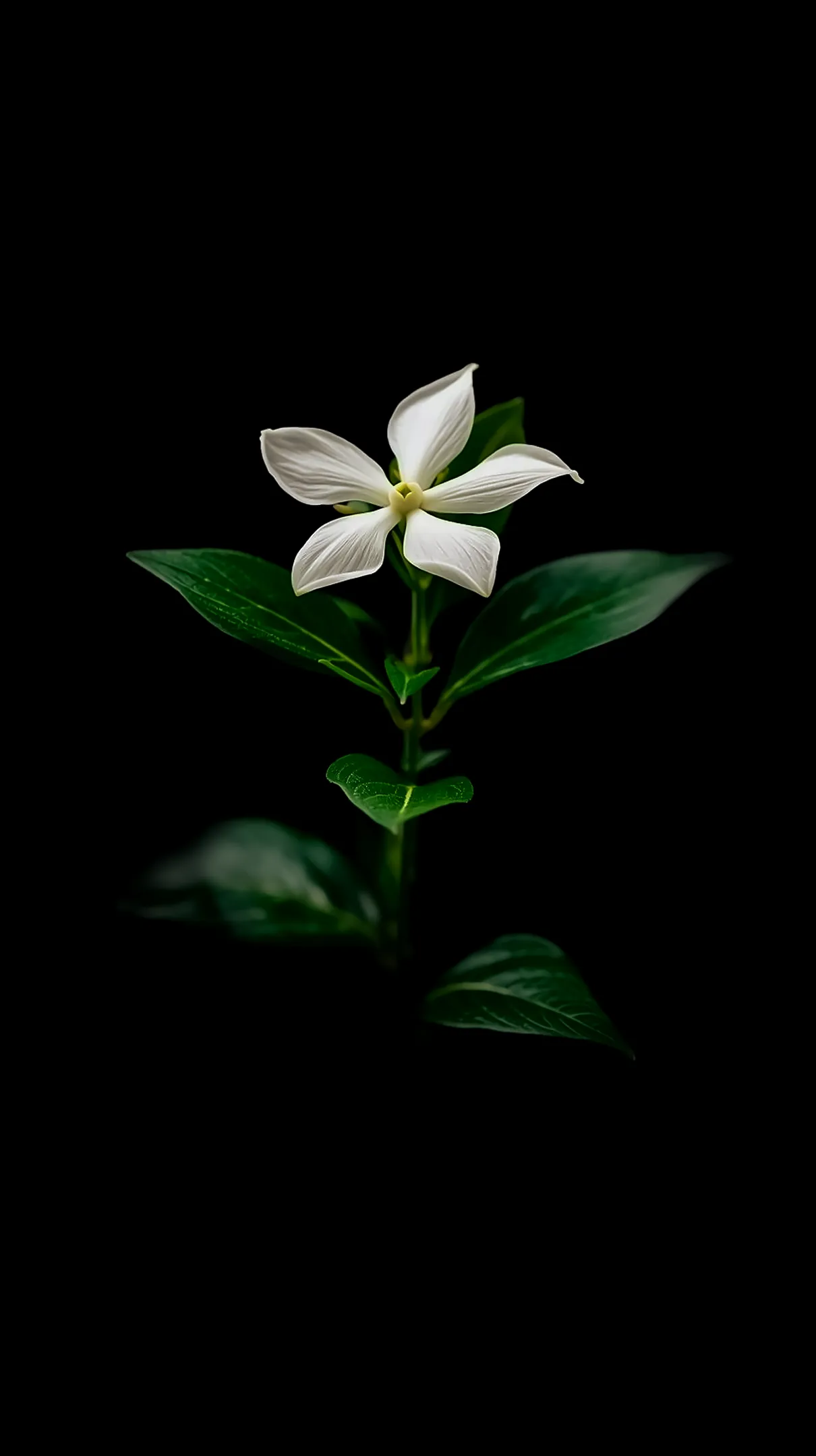 White flower background for iPhone, perfect flower phone background. Minimalist flower phone wallpaper for your device.