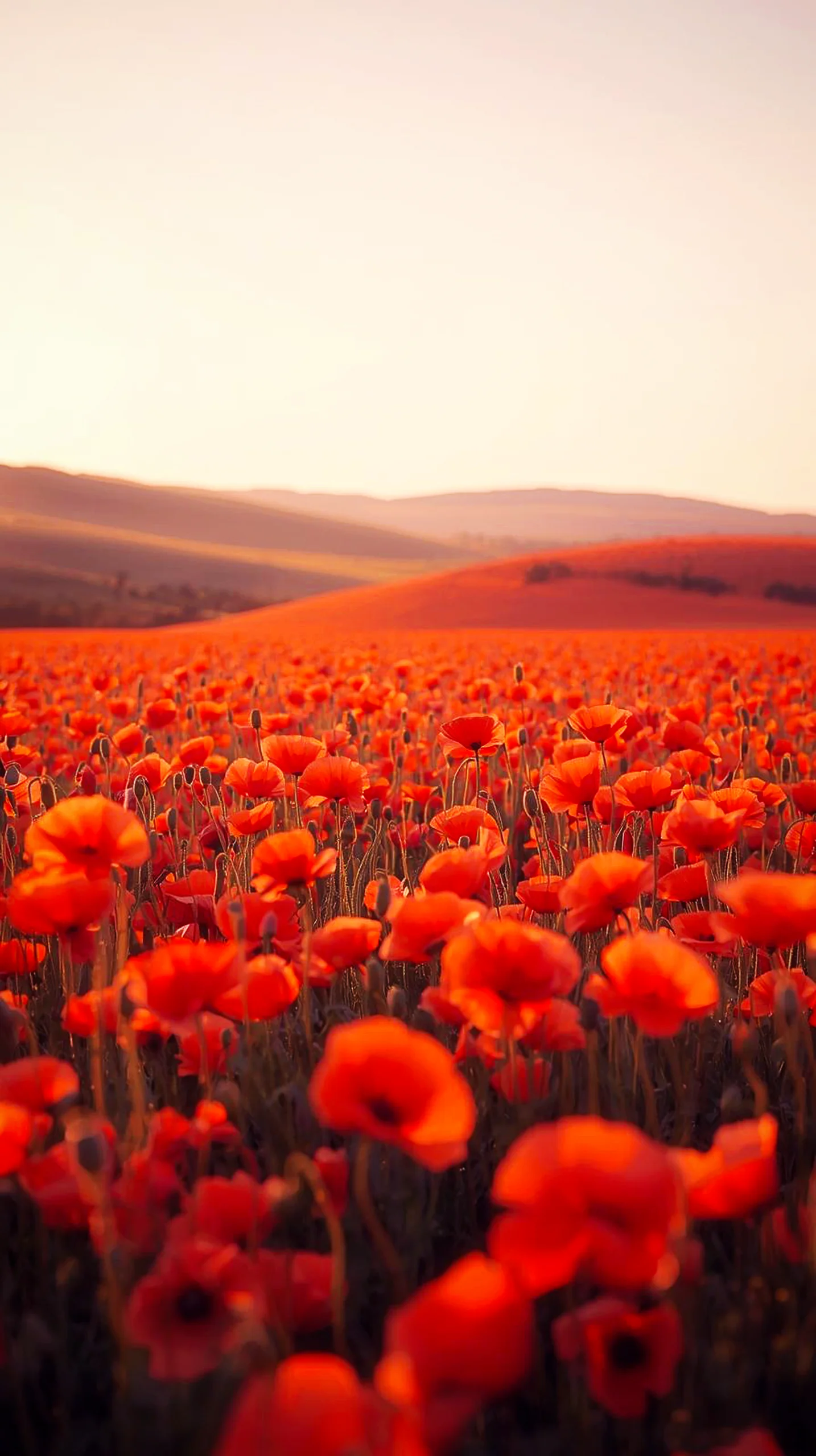 Field of red poppies at sunset, 4K iPhone wallpaper. 4K wallpaper for mobile, wallpaper for phone, cute 4K wallpaper