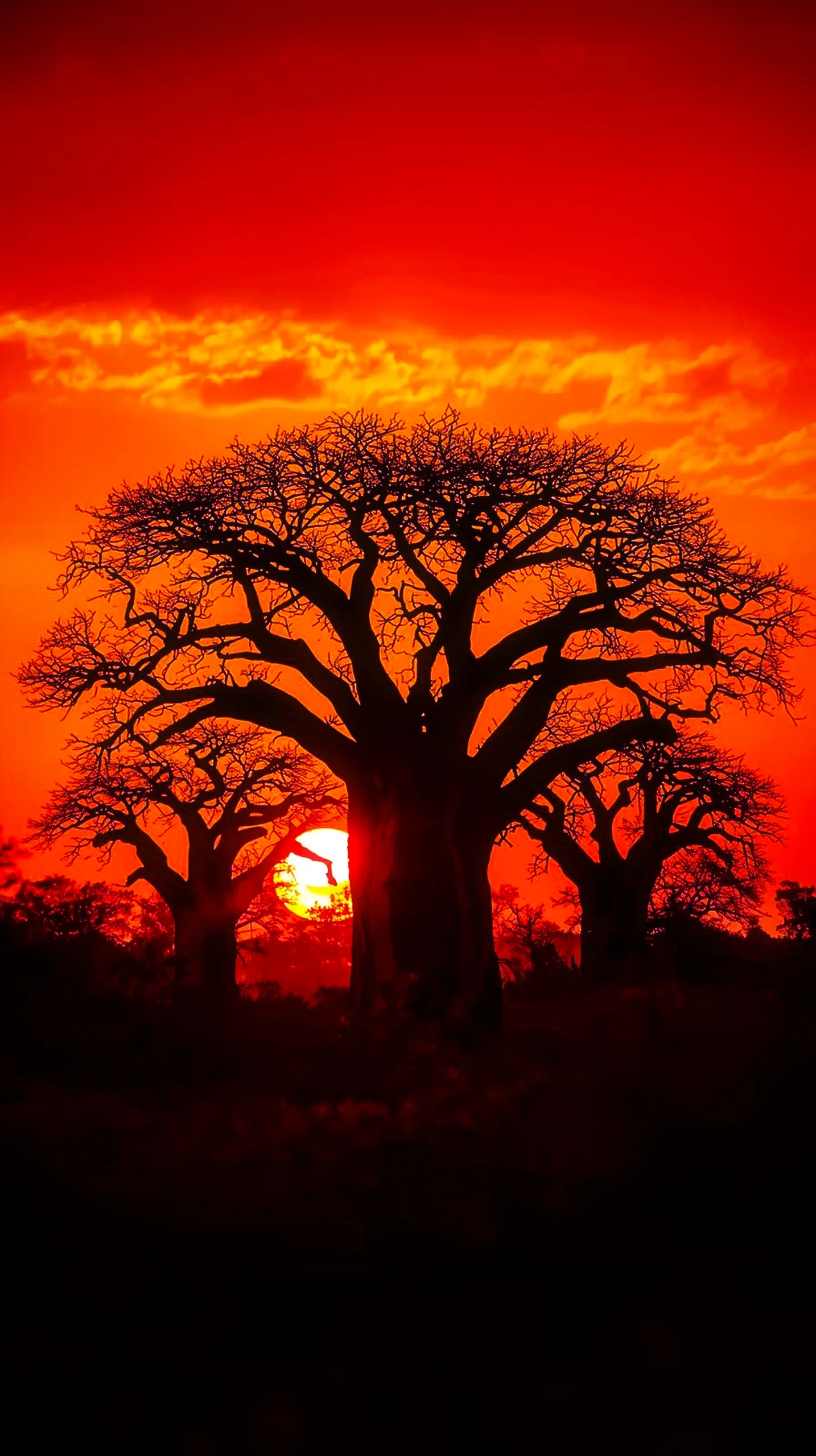 Baobab tree at sunset as an iphone wallpaper 4k, 4k wallpaper for mobile, wallpaper for phone, iphone 4k background.