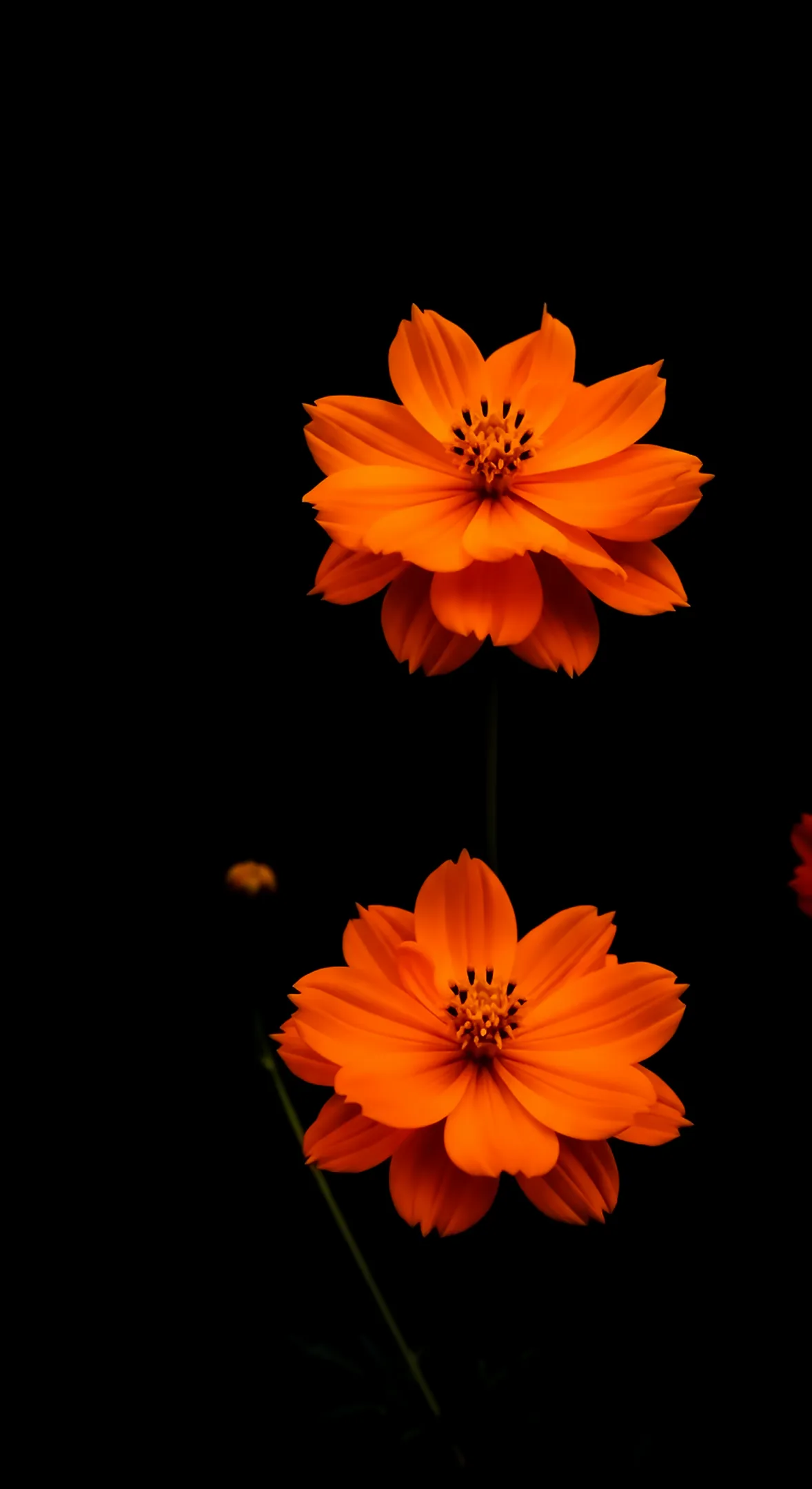 Orange flower background for iPhone, flower phone background, flower phone wallpaper.