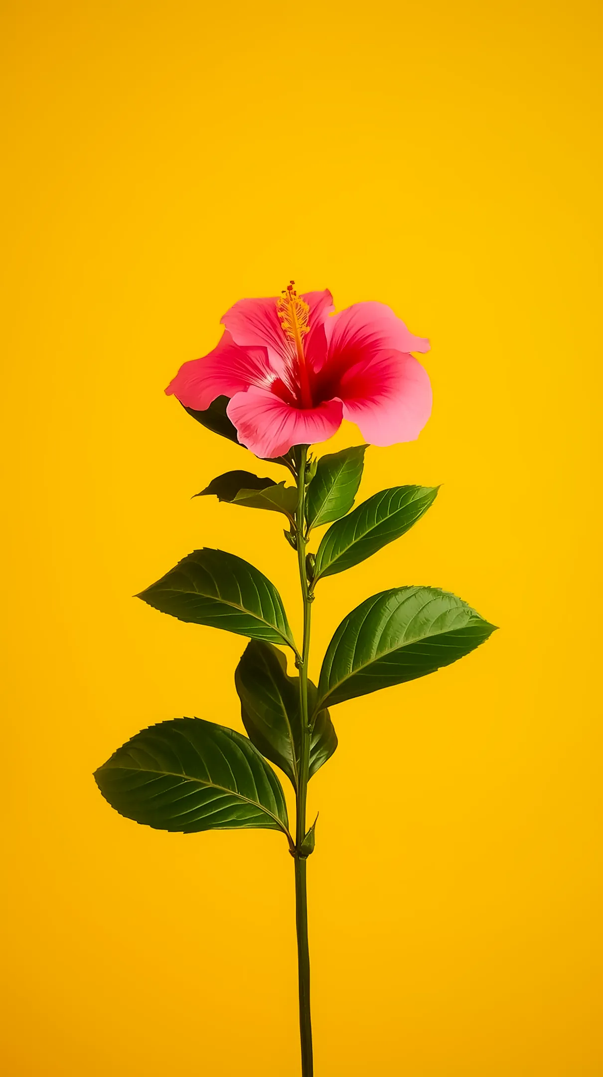 Pink hibiscus flower phone wallpaper with green leaves on a bright yellow background. A beautiful flower background for