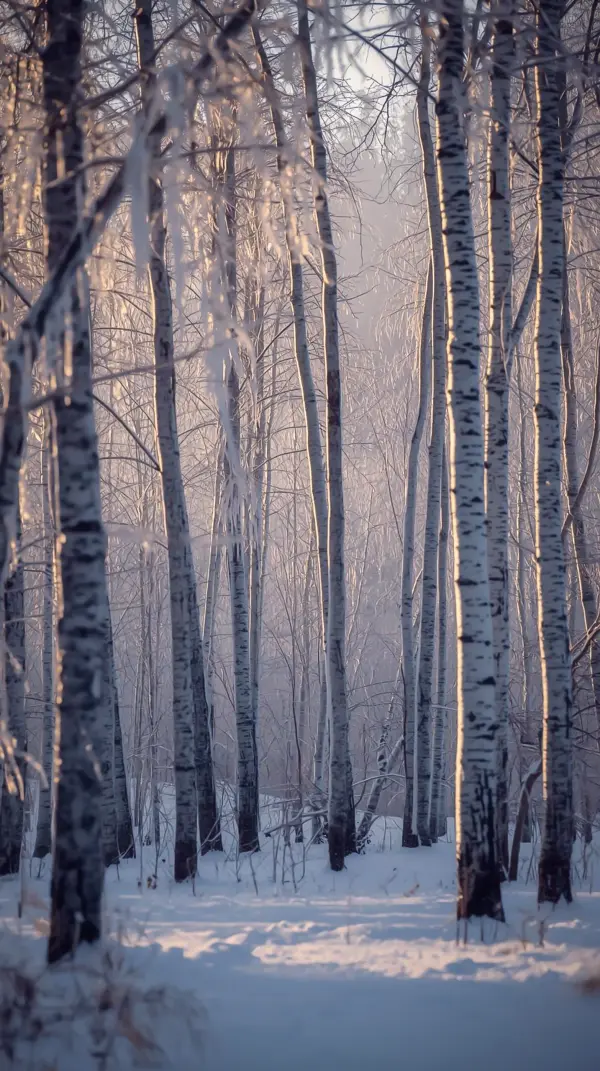 4k nature wallpaper for mobile showing snowy birch trees at sunrise for iphone