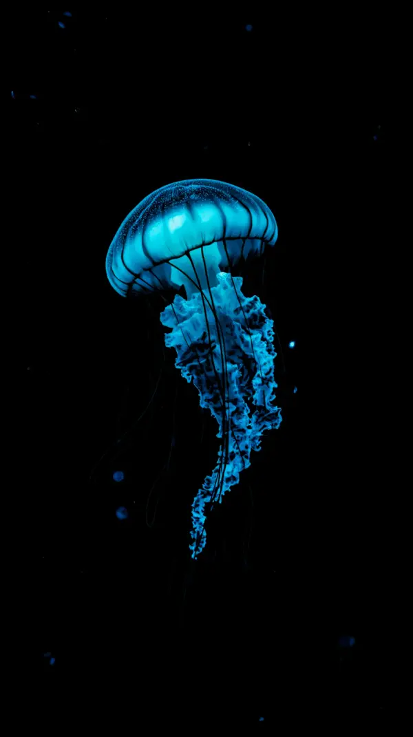 Stunning Blue Jellyfish AMOLED Wallpaper 4K for Mobile