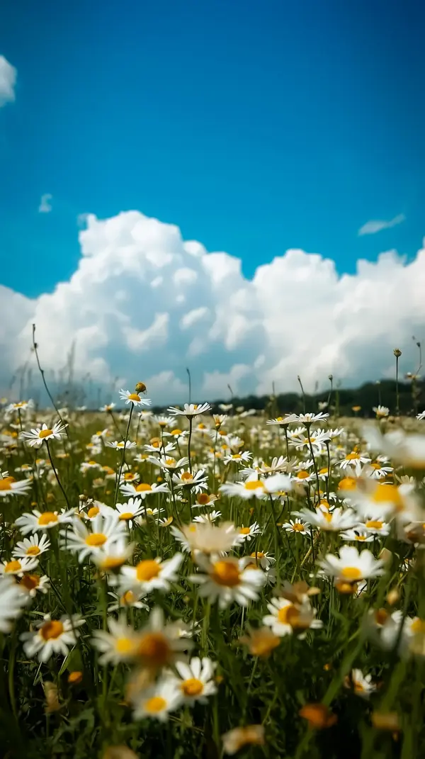 Beautiful Flower Background for iPhone: Daisy Field Phone Wallpaper & Background