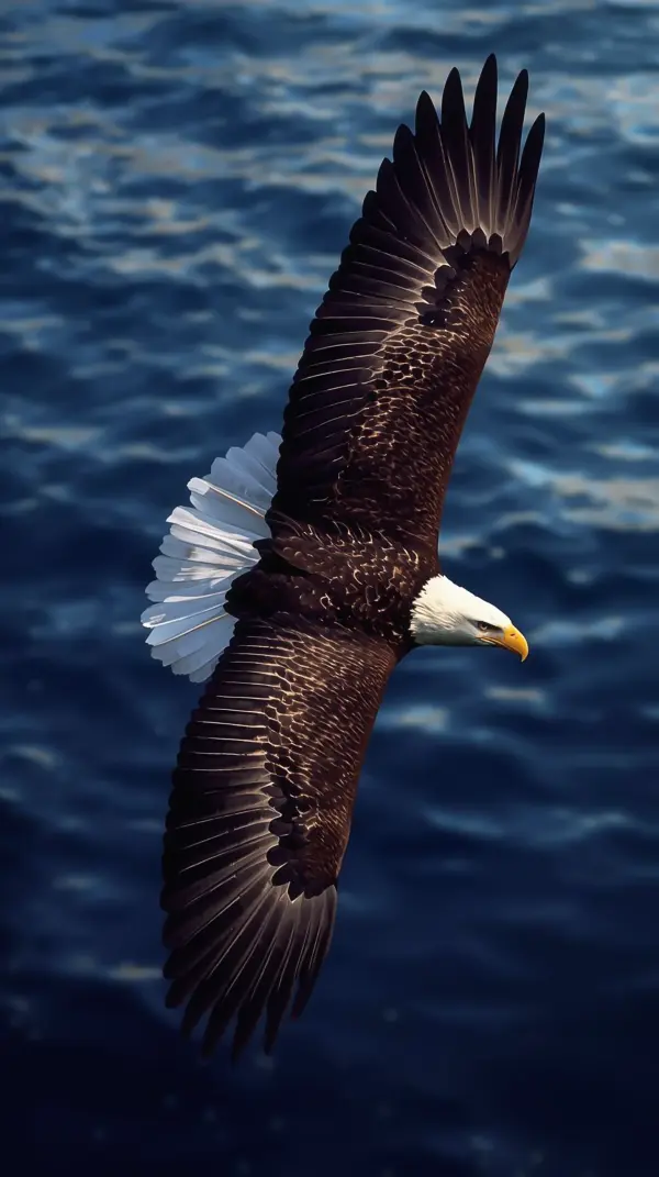 Eagle wallpaper 4k for mobile — Bald Soaring Ocean