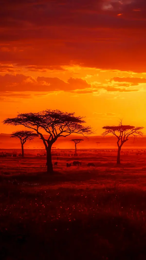Stunning African Sunset iPhone Wallpaper 4K - Cute 4K Wallpaper for iPhone & Mobile